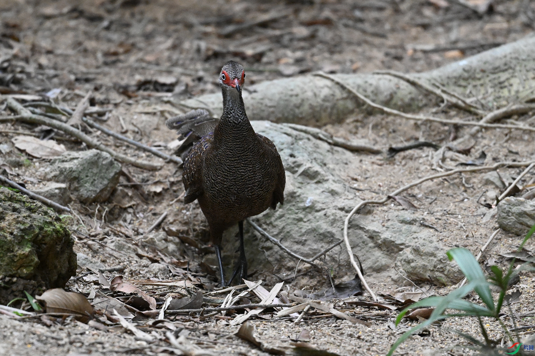 DSC_7600.JPG