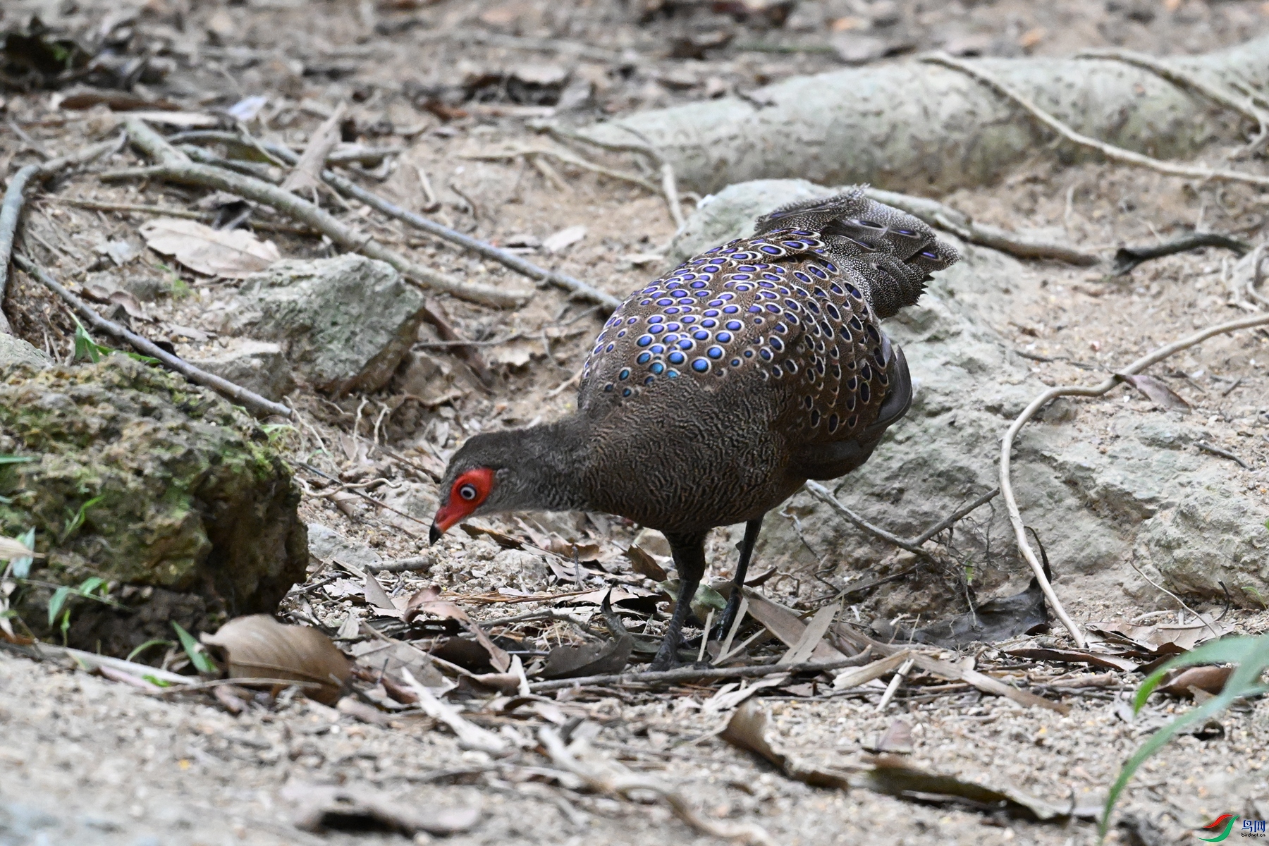 DSC_7601.JPG