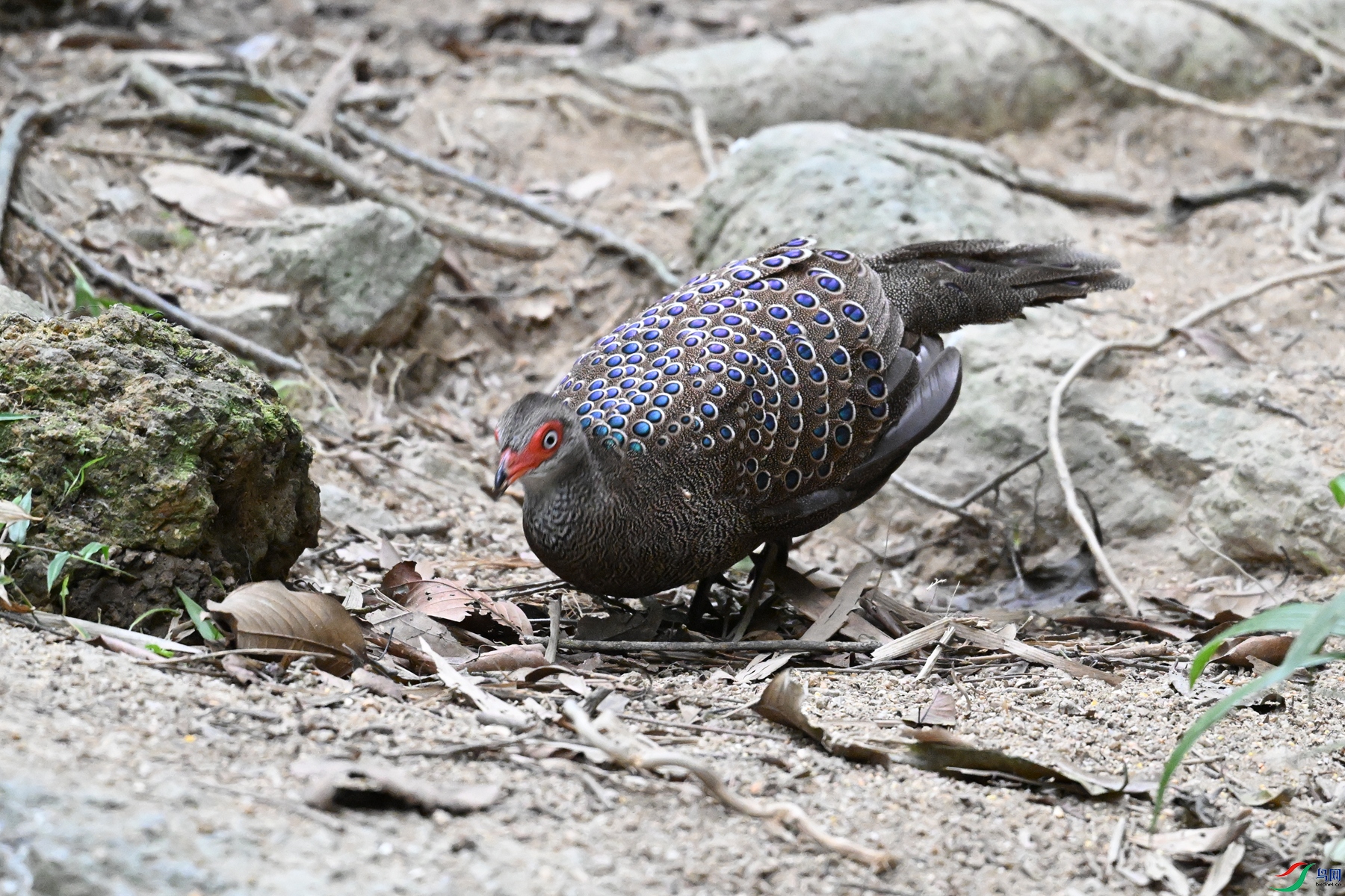 DSC_7604.JPG