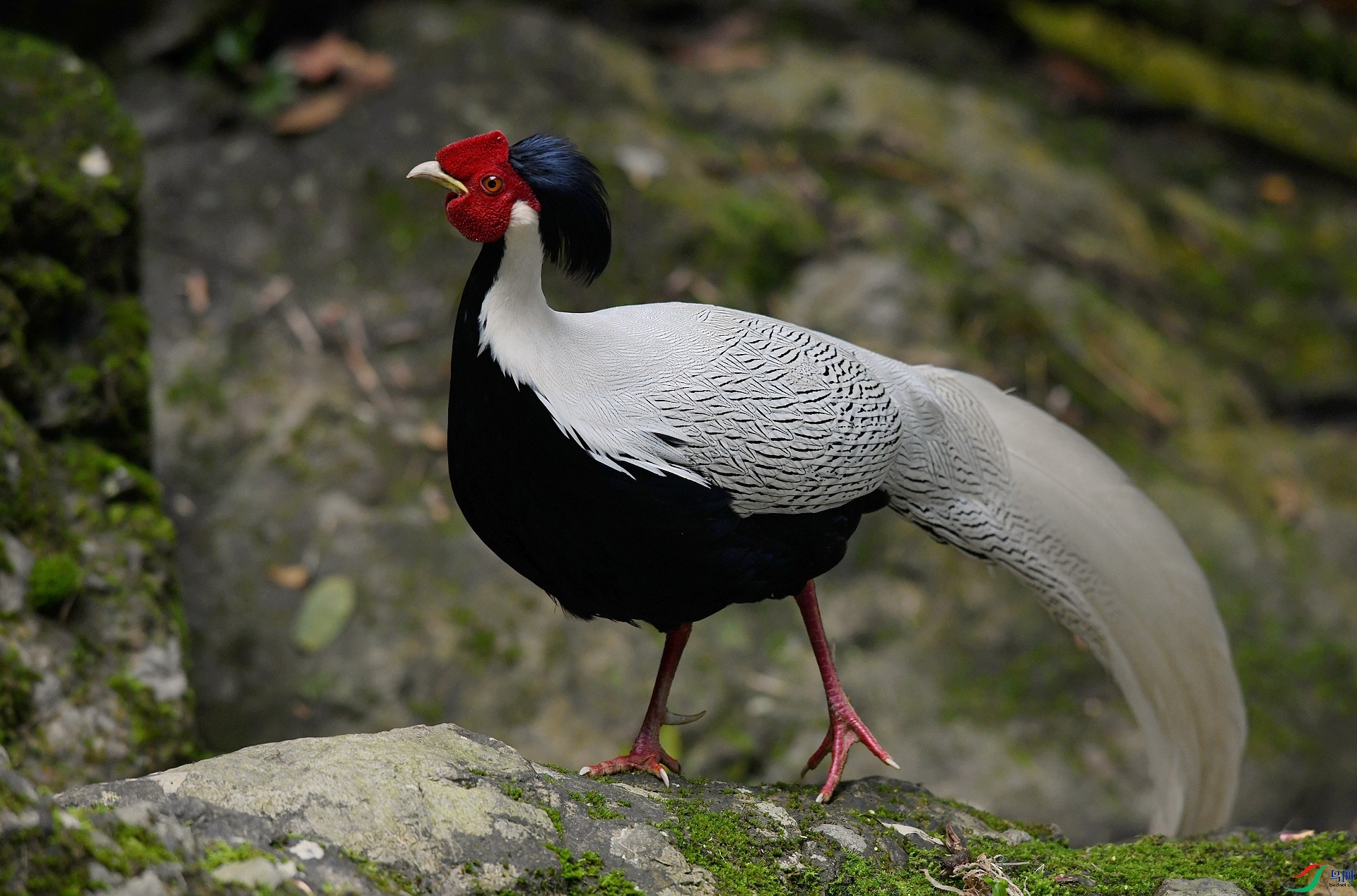 DSC_4127.jpg