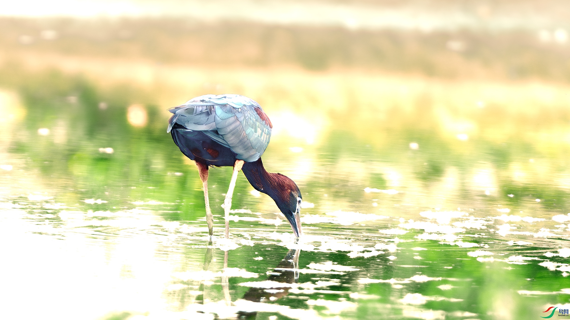 DSC_1855-����ǿ-NR ����.jpg