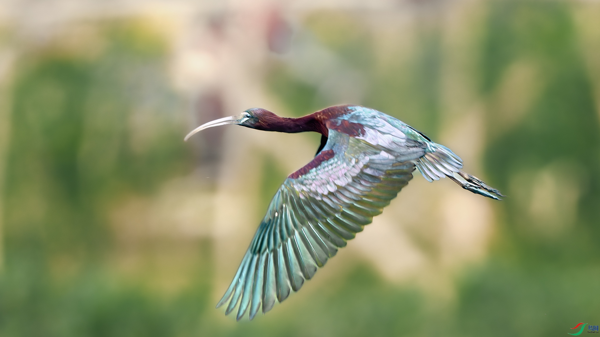 DSC_1898-����ǿ-NR ����.jpg