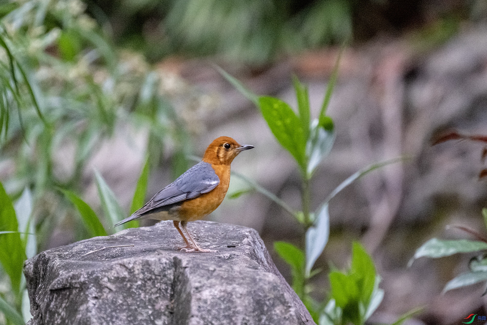 DSC_7231.jpg