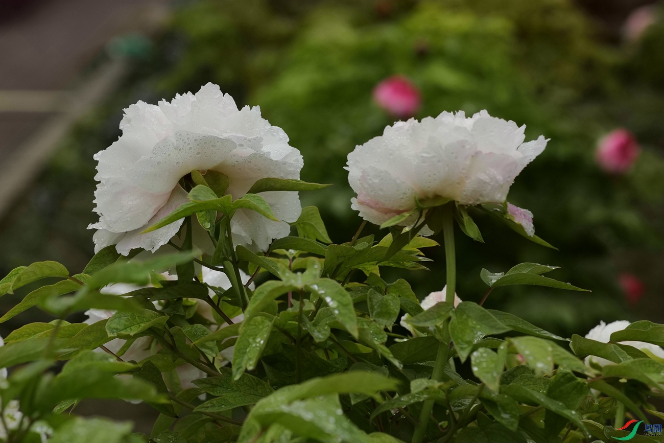 3X7A7410.JPG