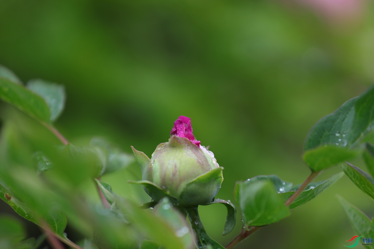 3X7A7390.JPG