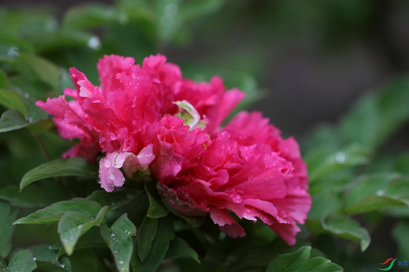 3X7A7419.JPG