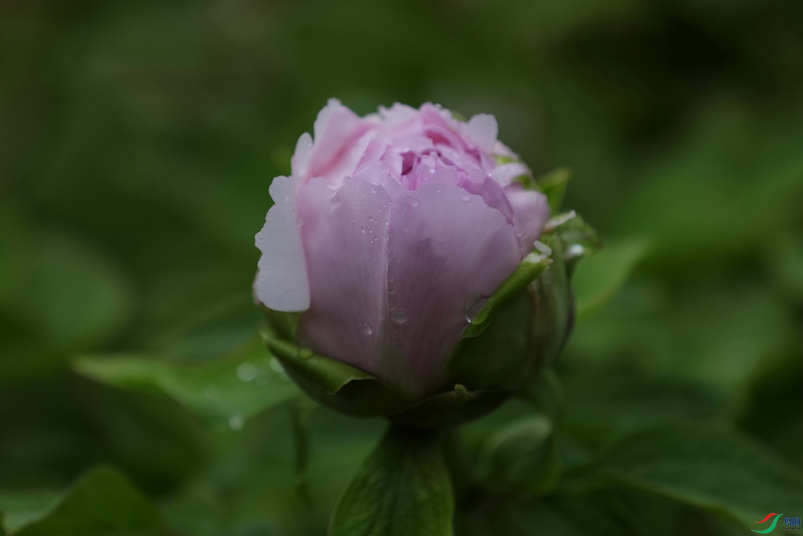 3X7A7431.JPG