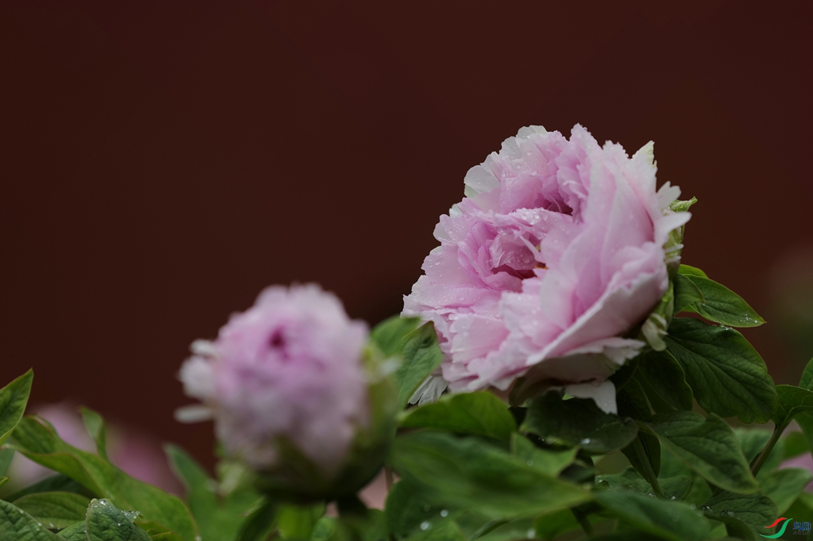 3X7A7433.JPG