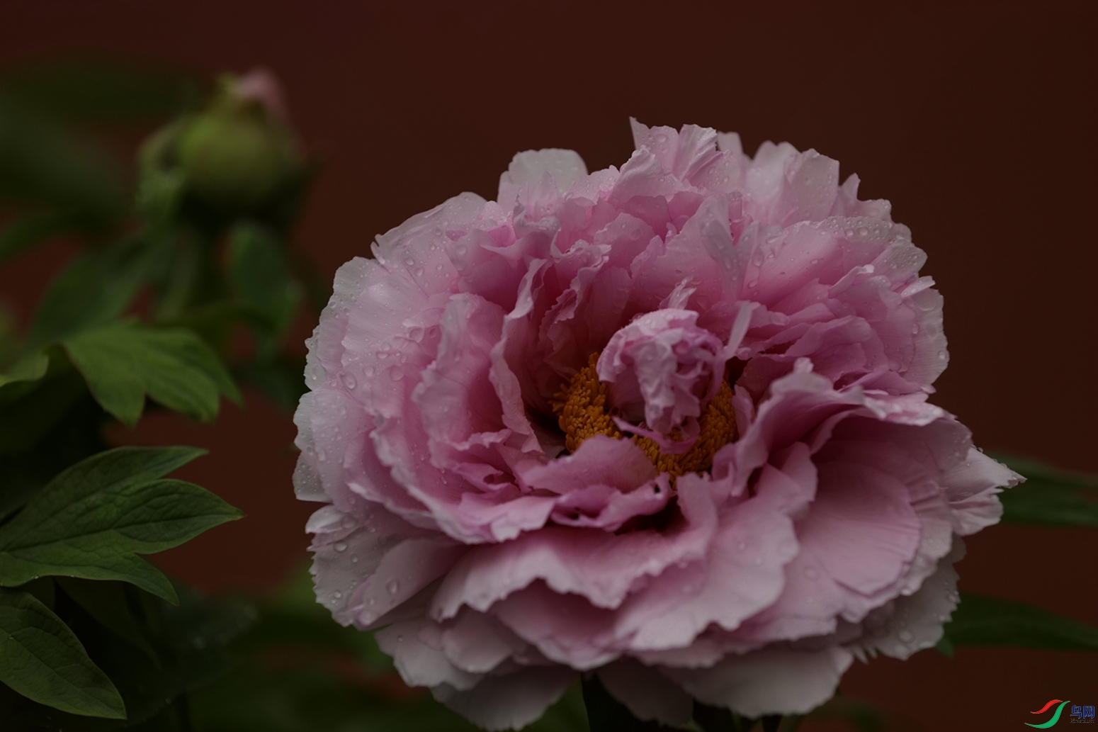 3X7A7441.JPG