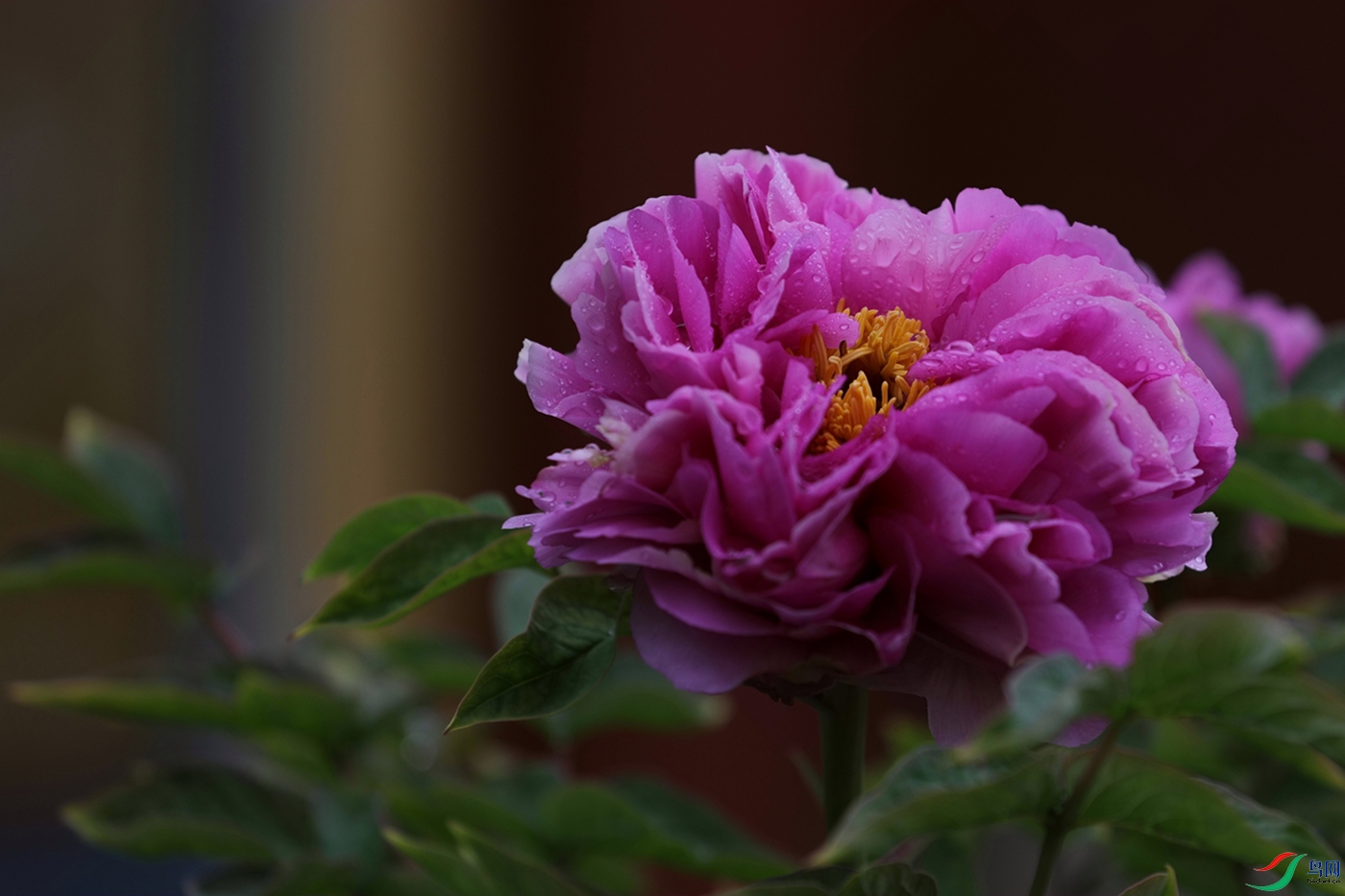 3X7A7454.JPG