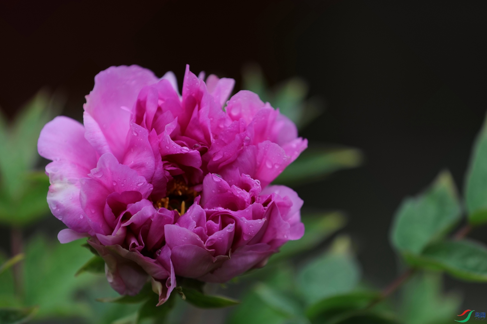 3X7A7456.JPG