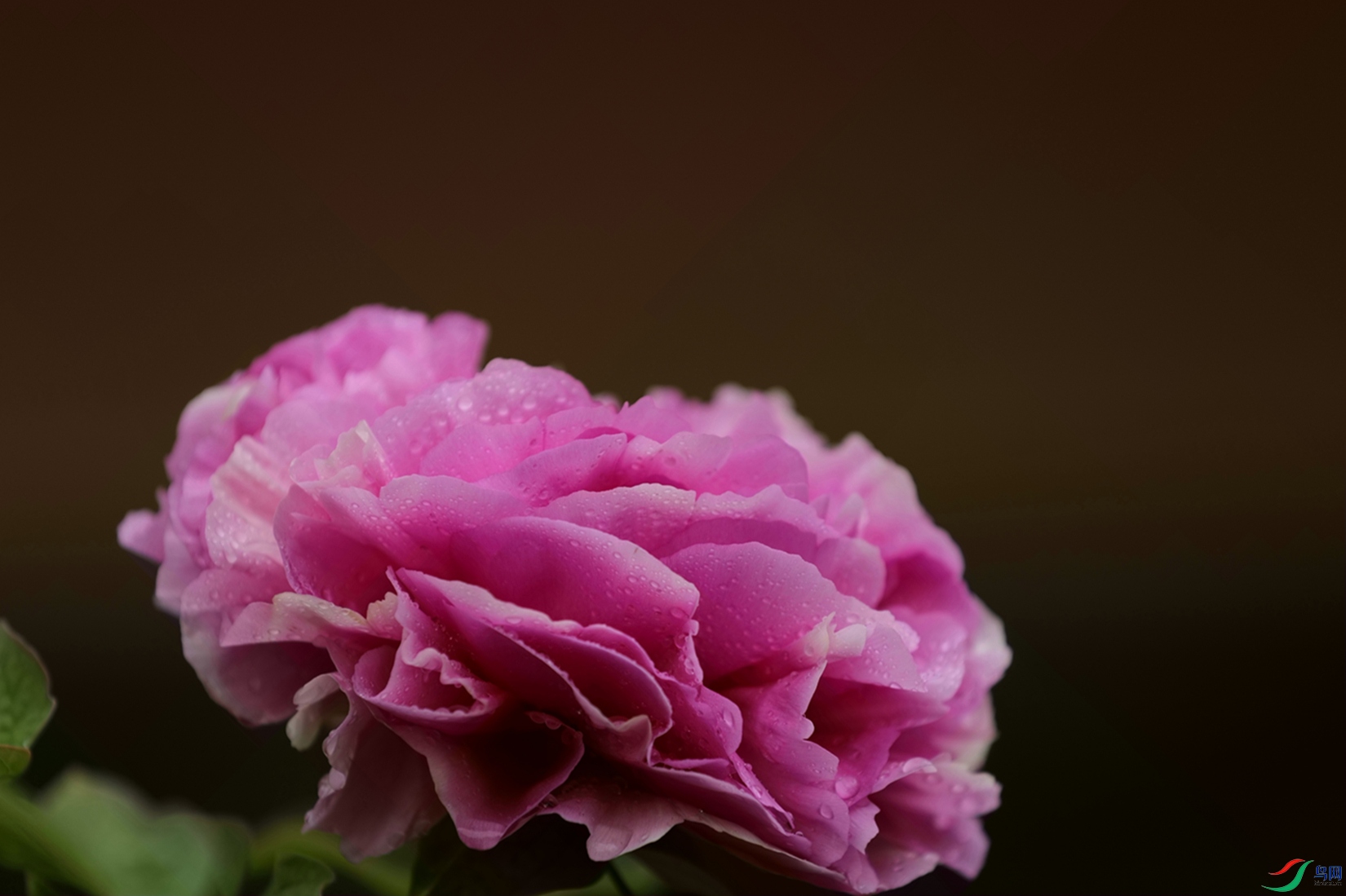 3X7A7458.JPG