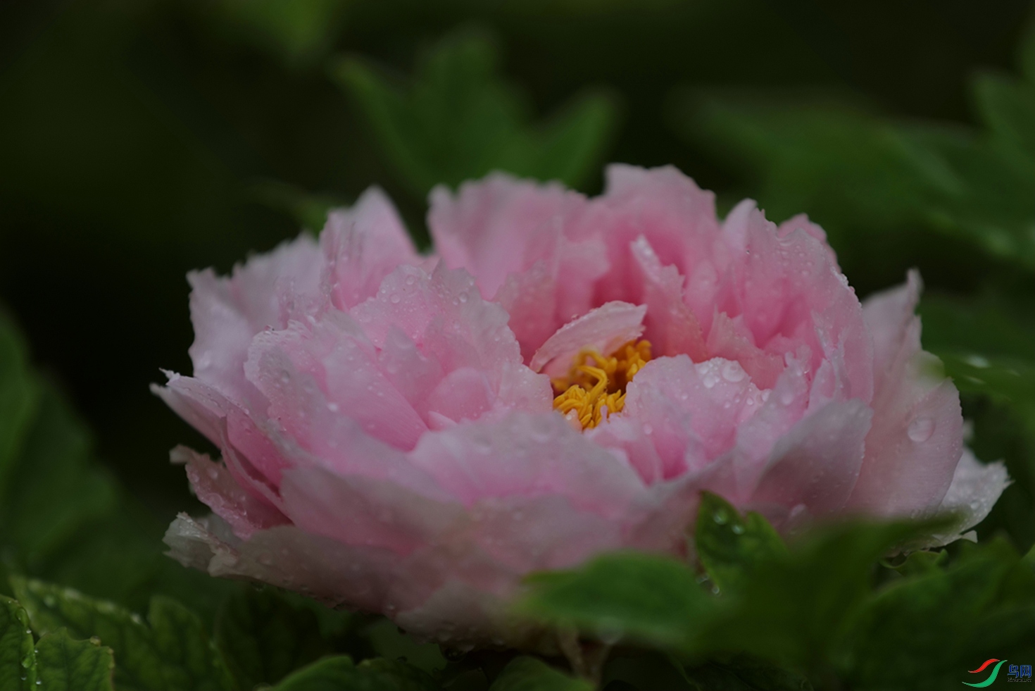 3X7A7463.JPG