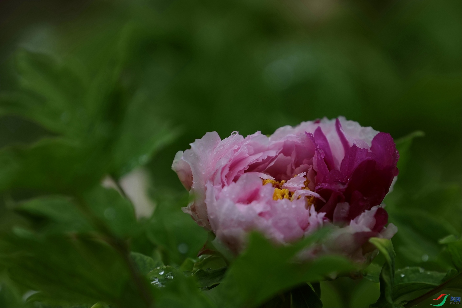 3X7A7468.JPG
