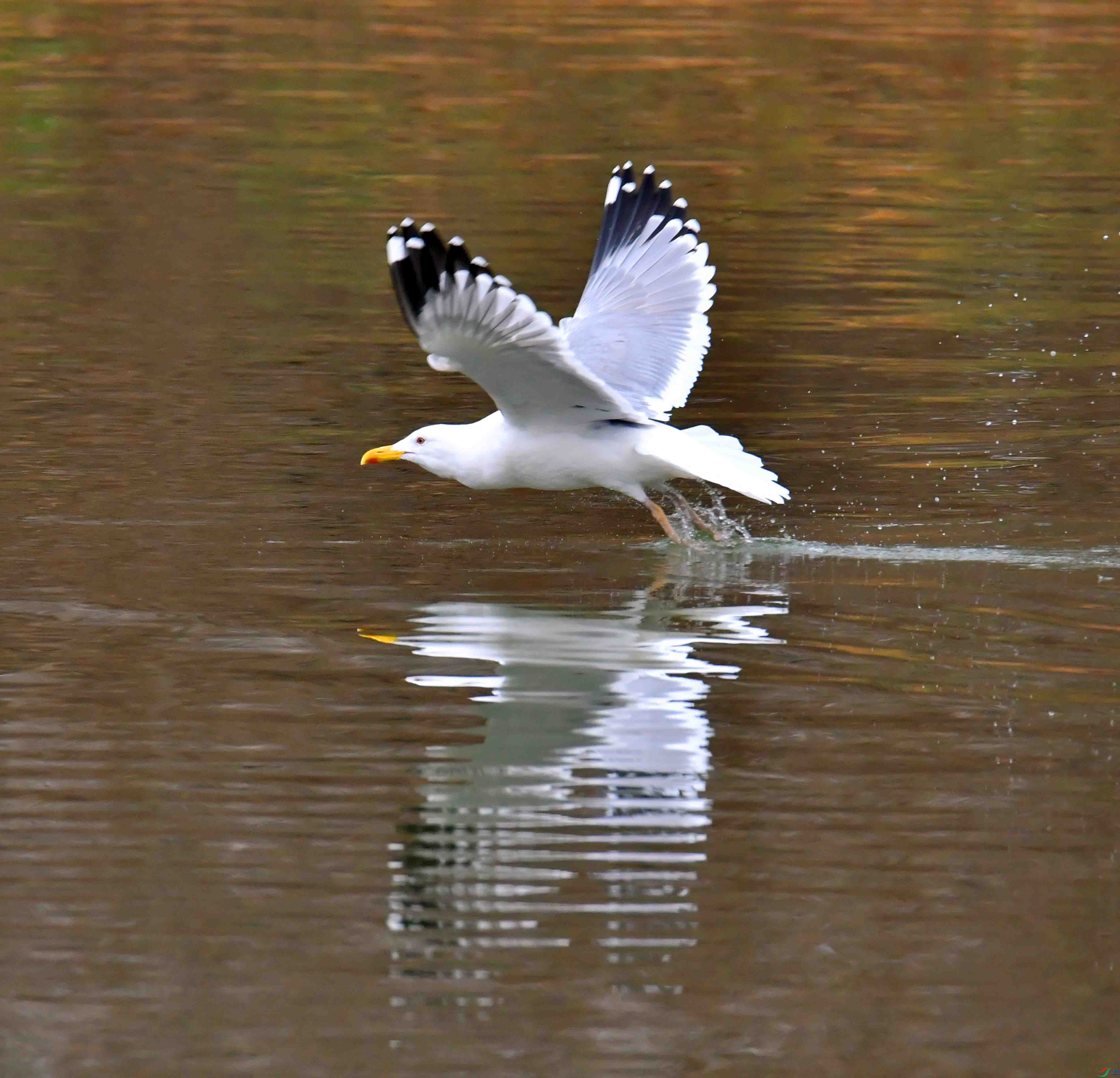 DSC_2361.JPG