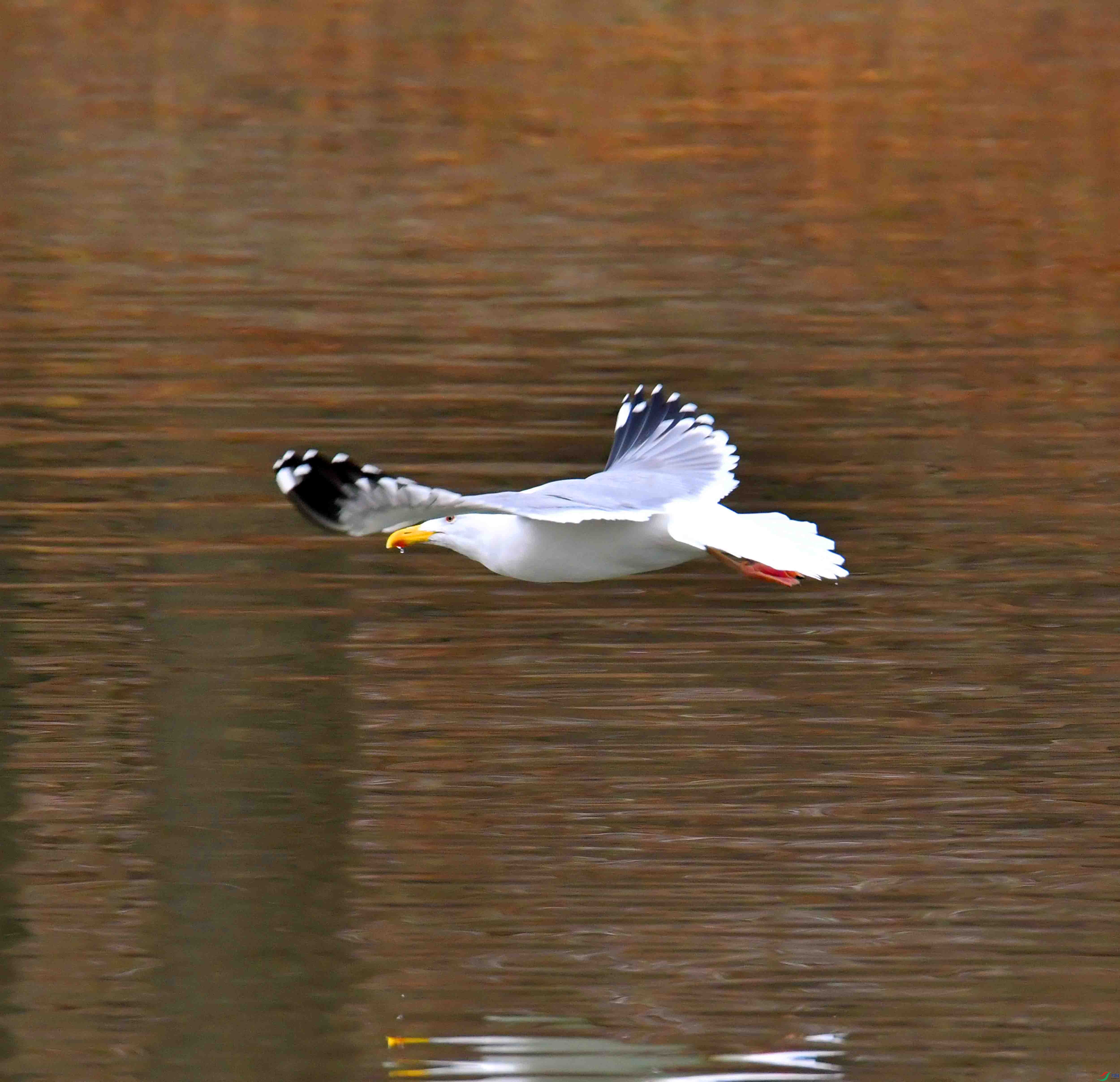 DSC_2366.JPG