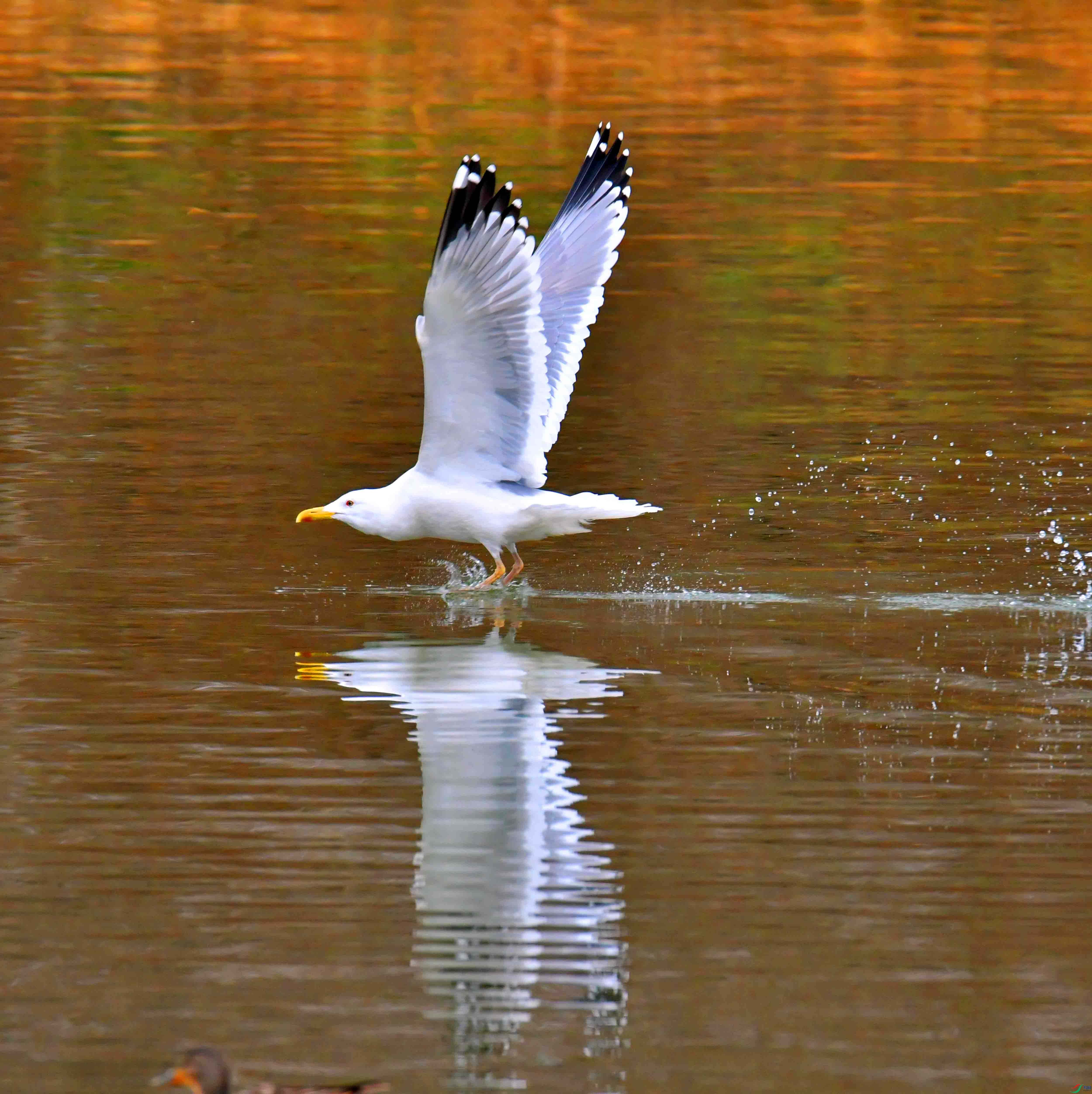 DSC_2363.JPG
