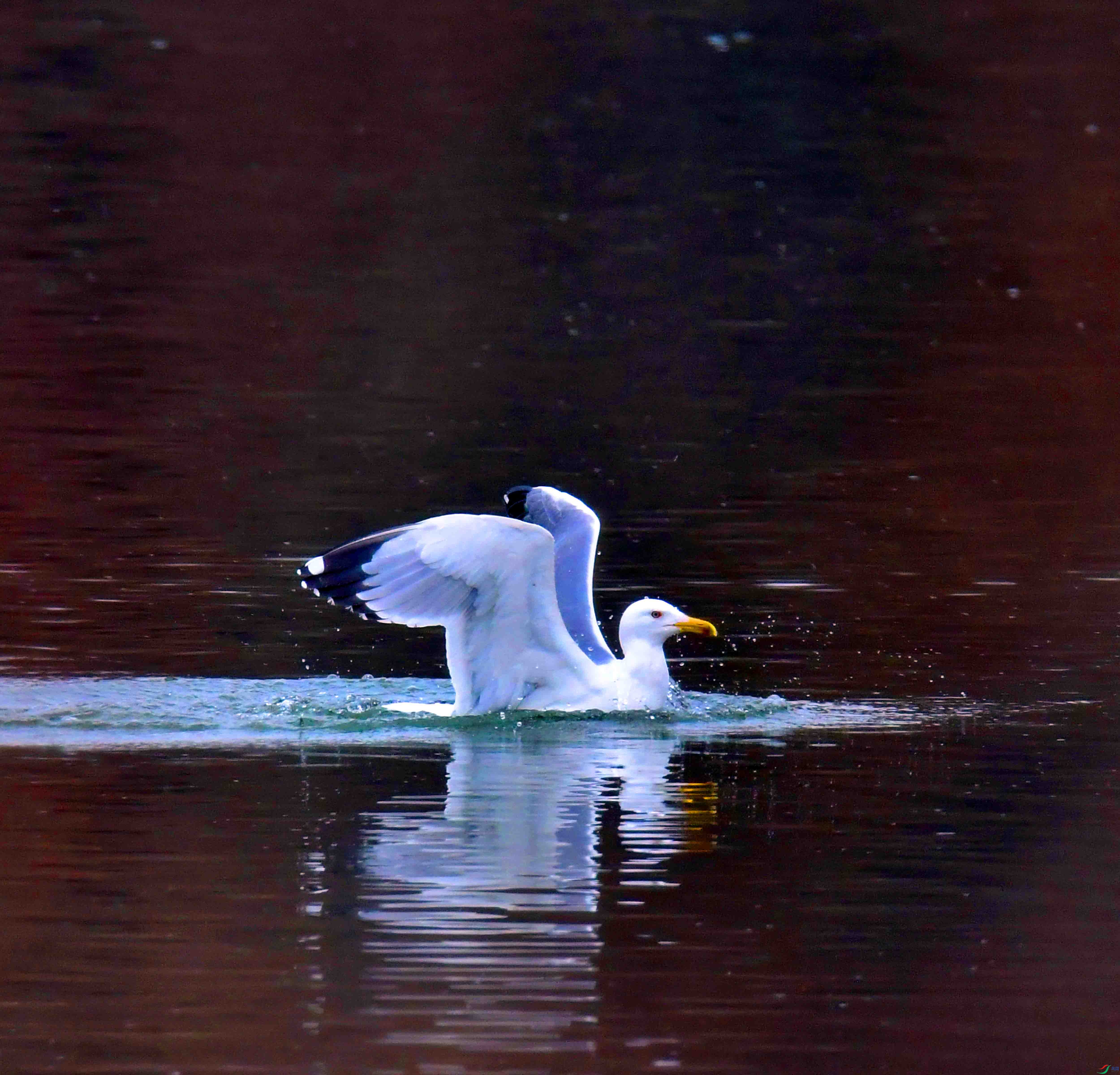 DSC_2367.JPG