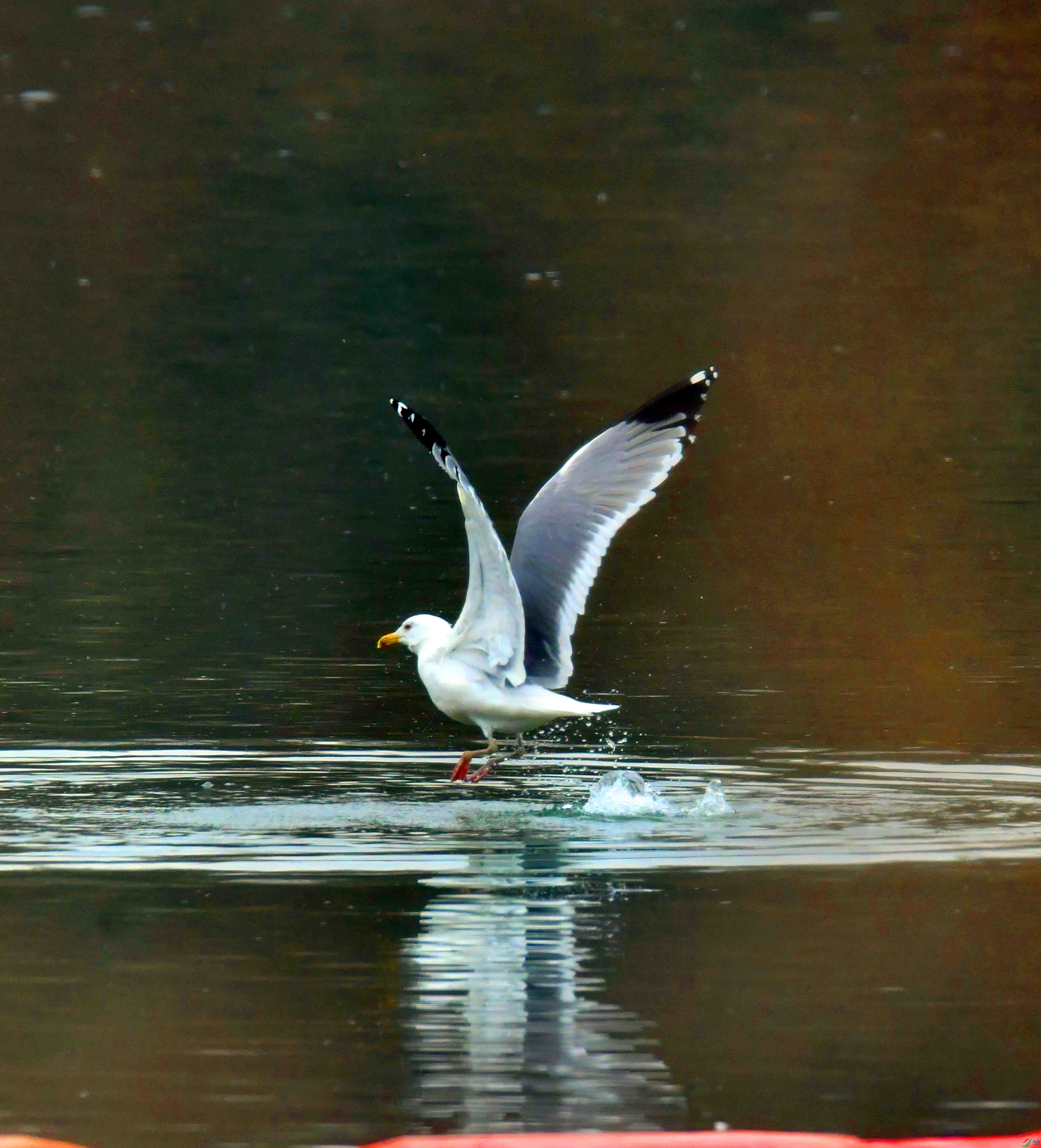 DSC_2383.JPG