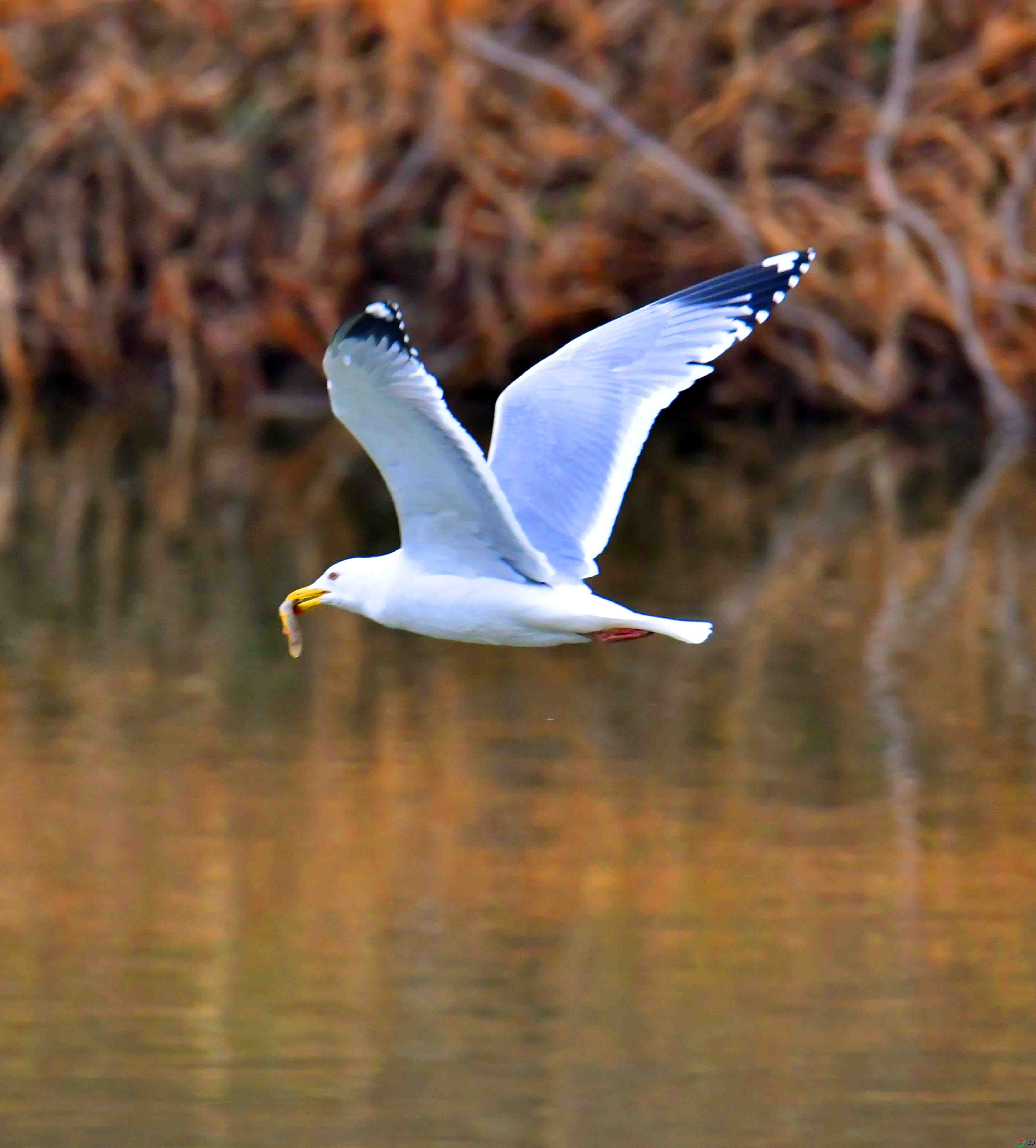 DSC_2402.JPG