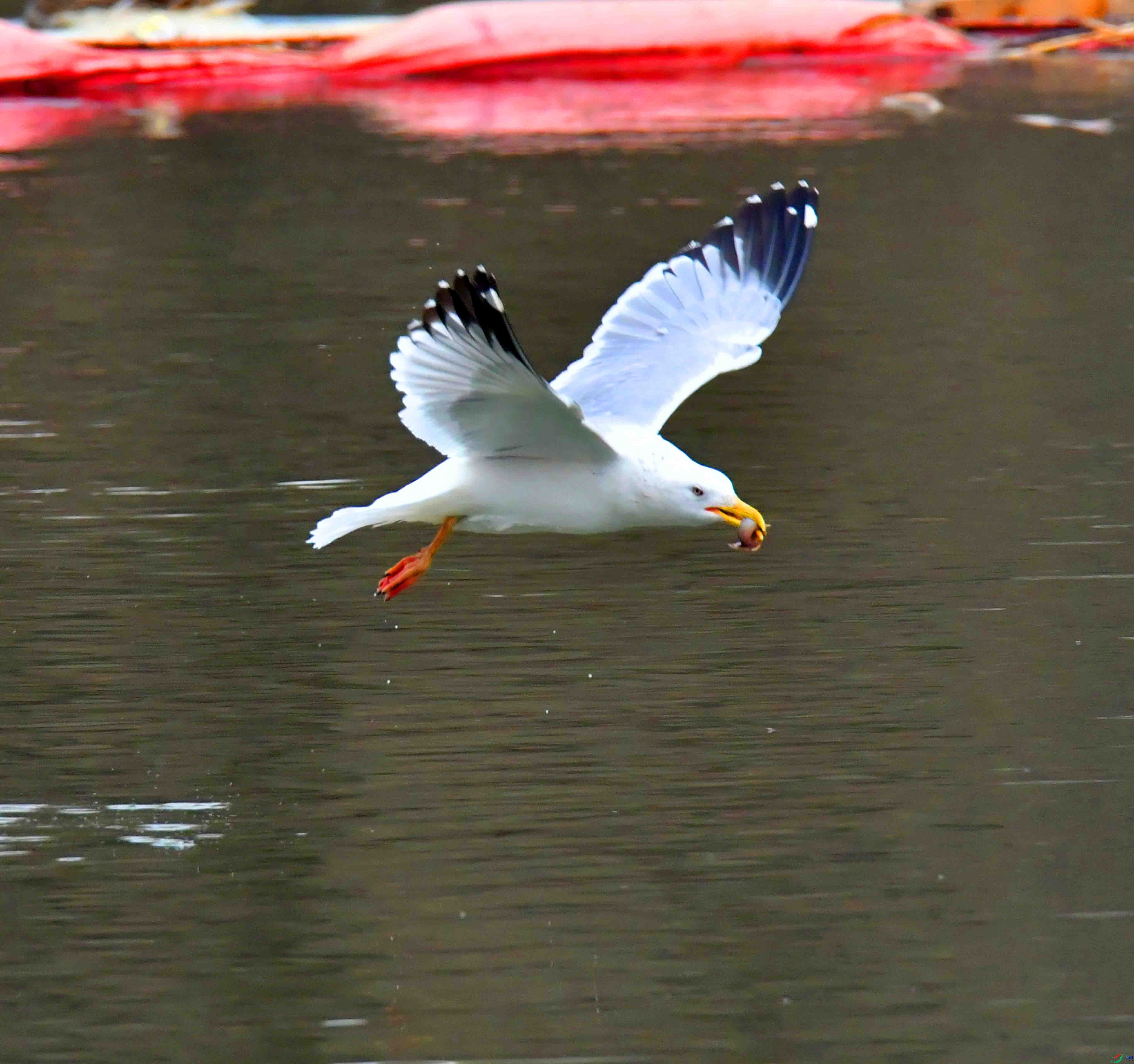 DSC_2415.JPG