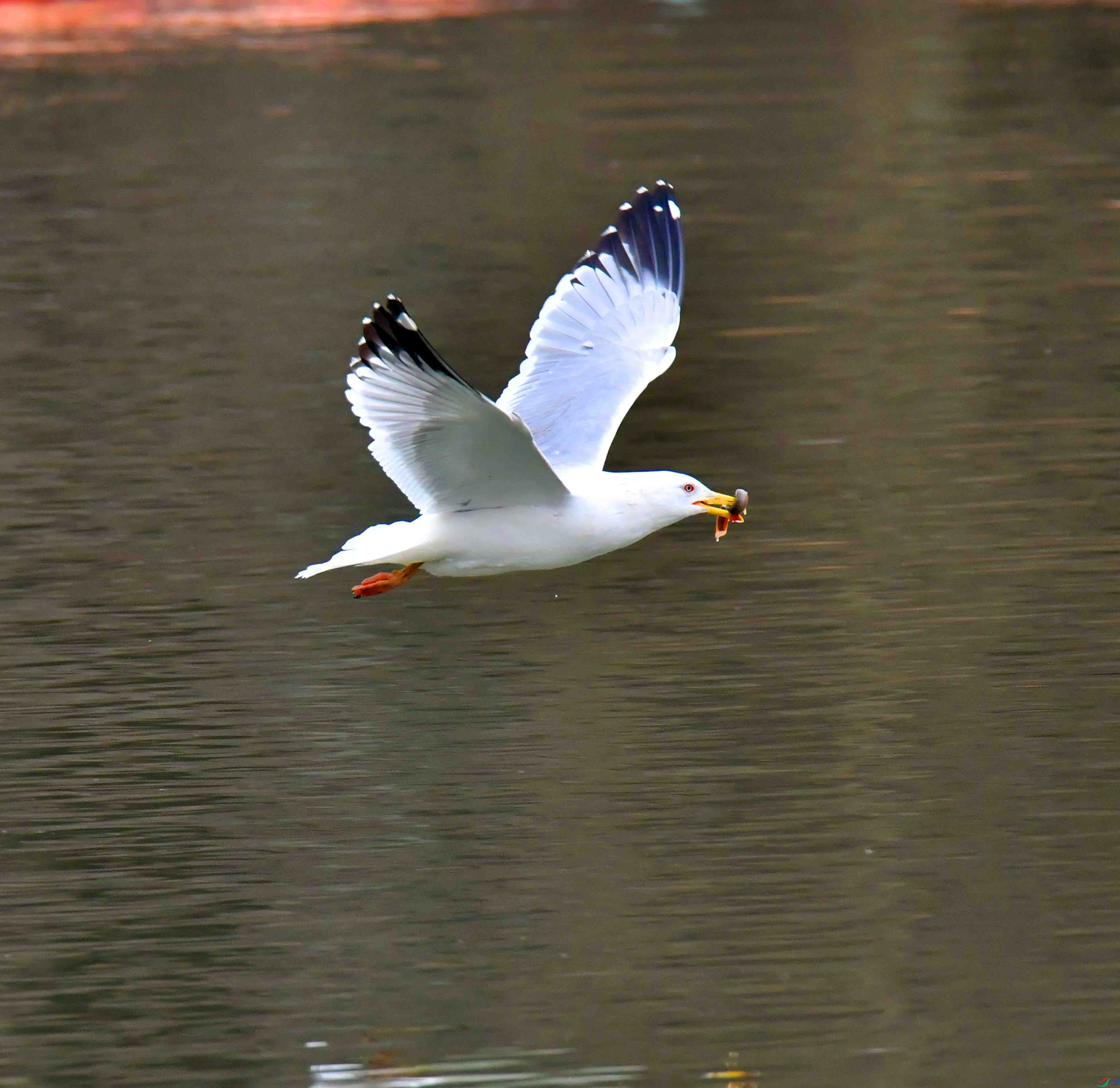 DSC_2416.JPG