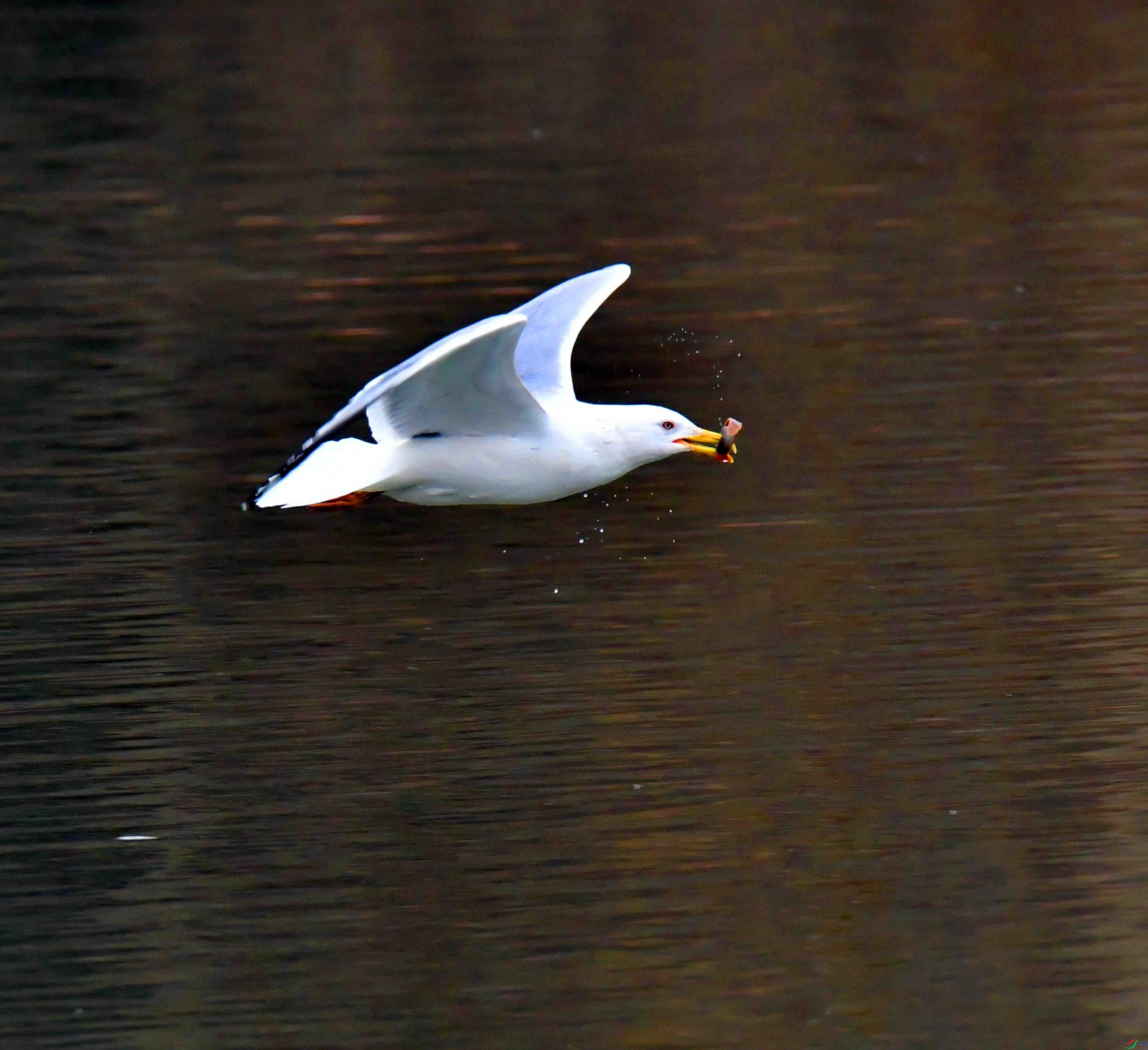 DSC_2418.JPG