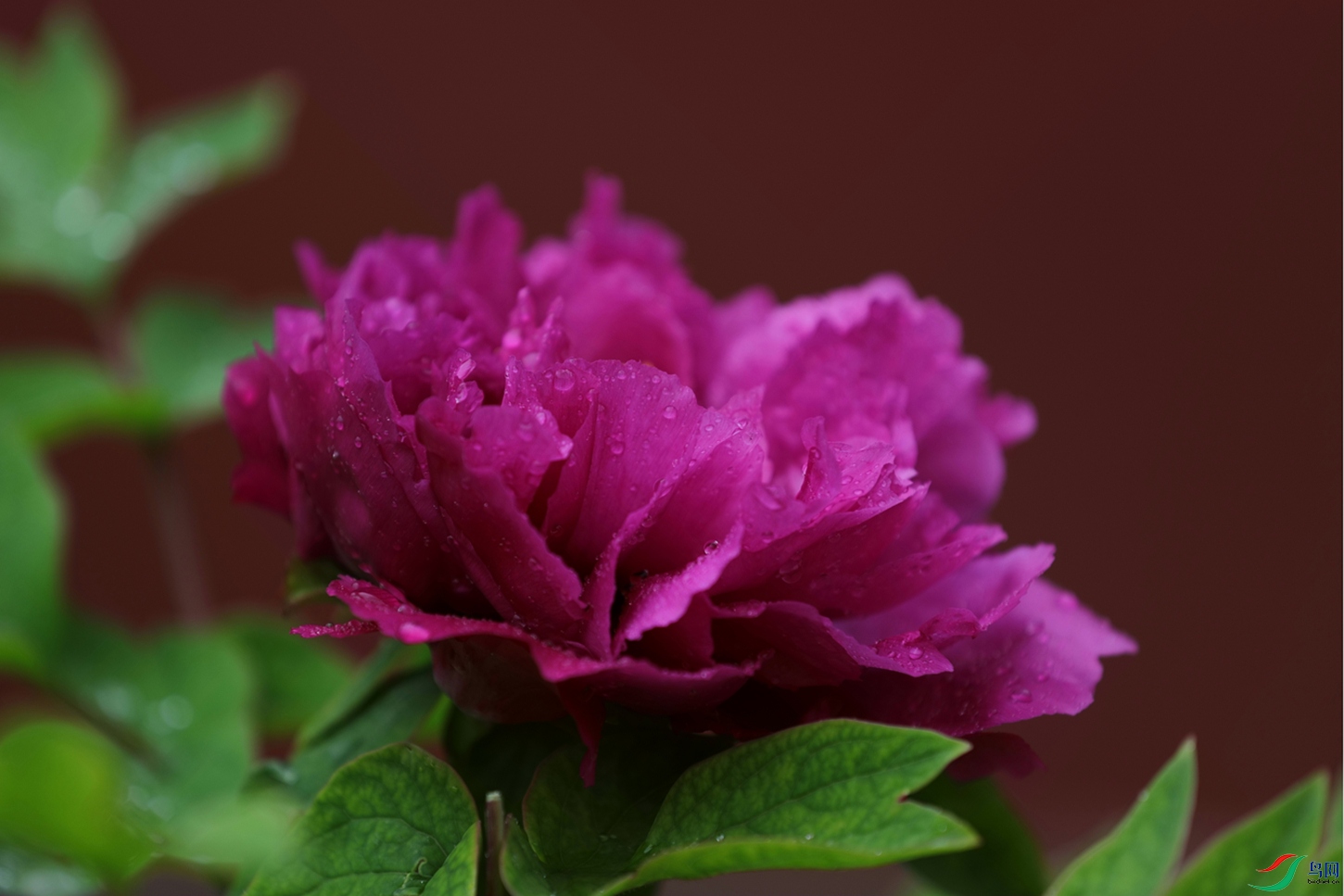 3X7A7490.JPG
