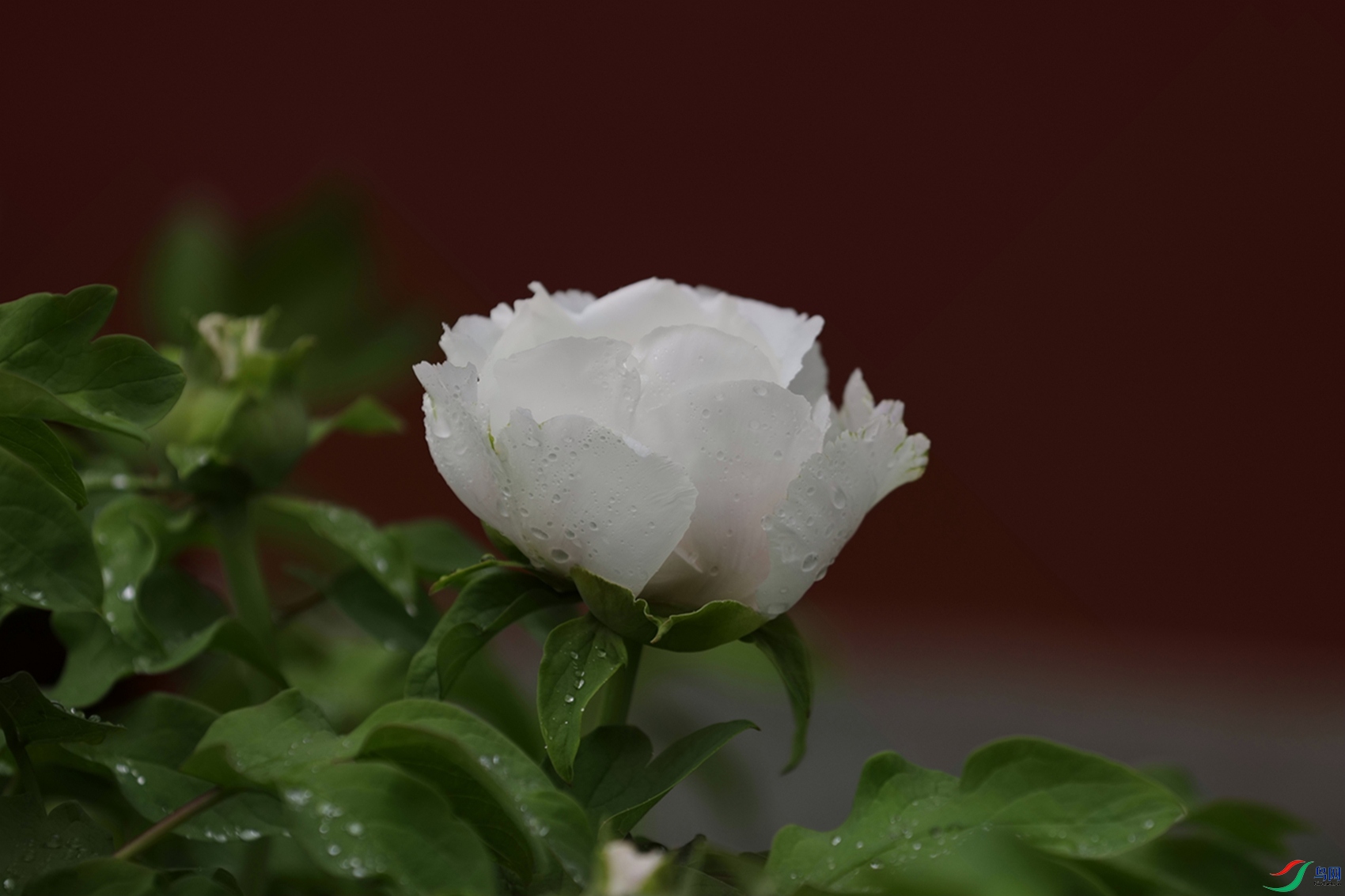 3X7A7494.JPG
