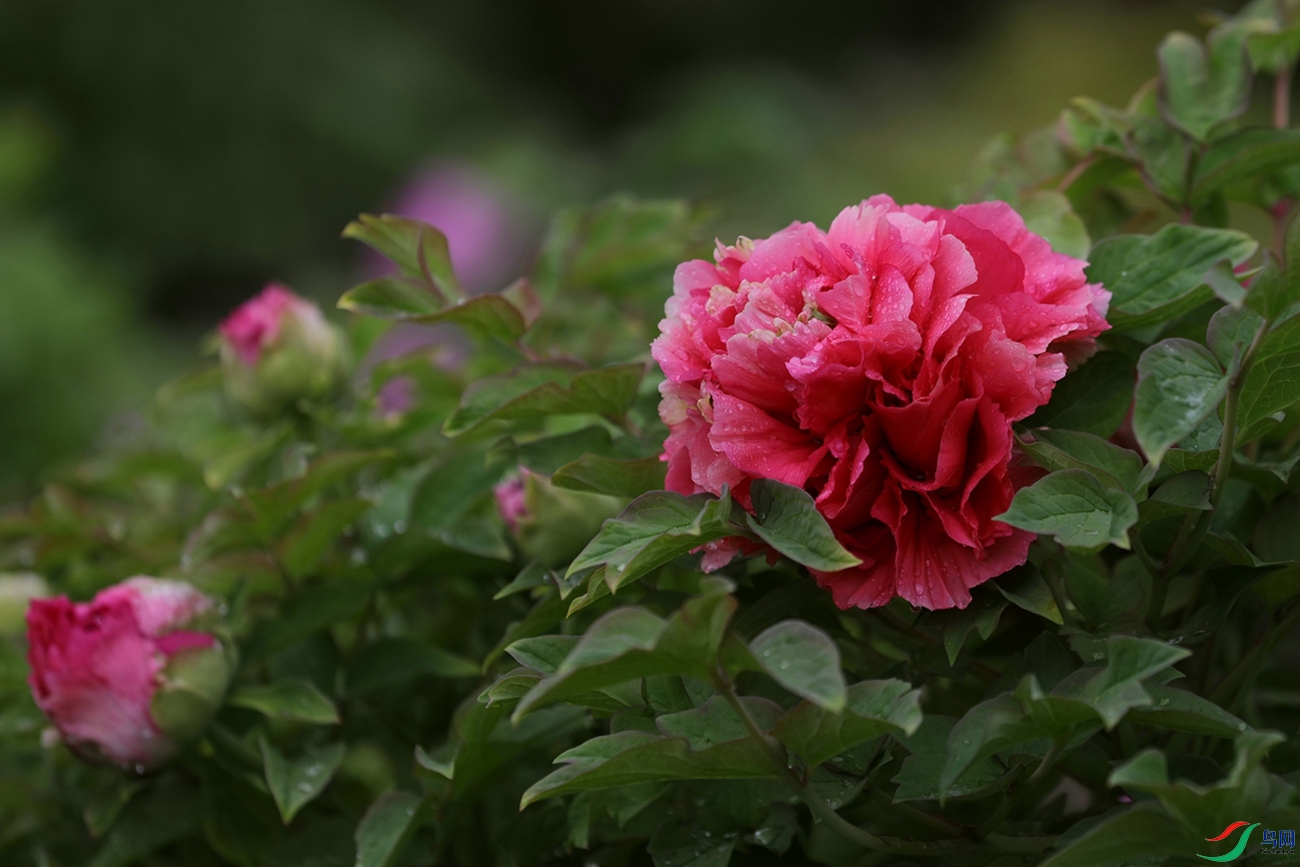 3X7A7503.JPG