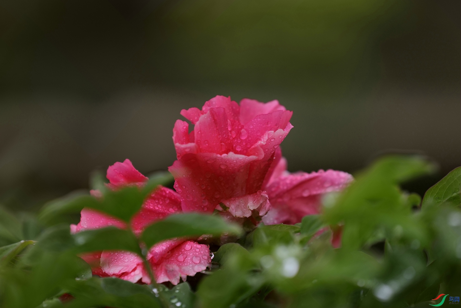 3X7A7506.JPG