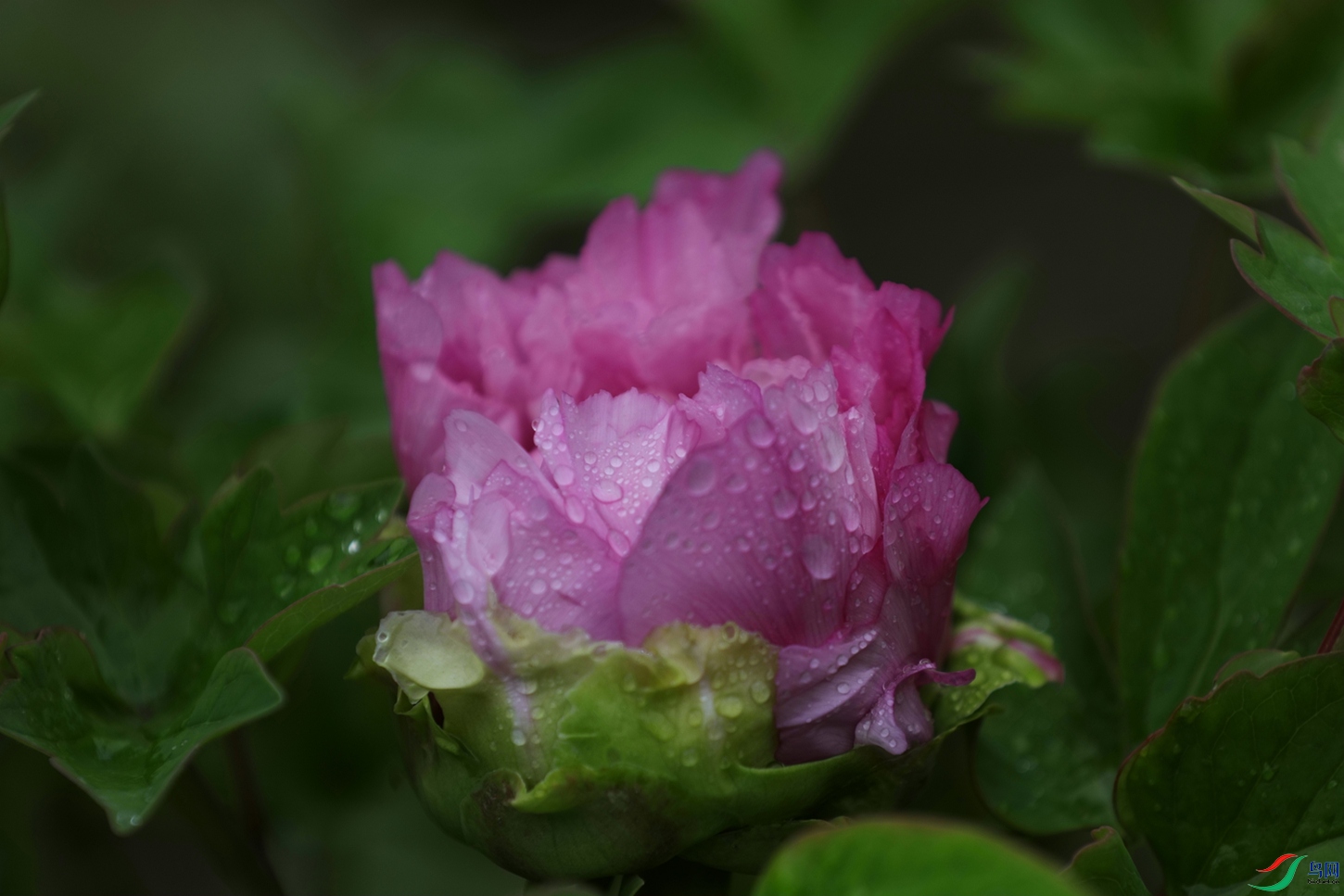 3X7A7508.JPG