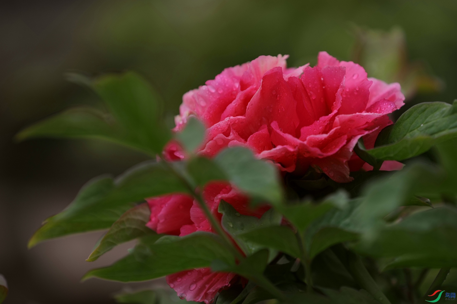3X7A7516.JPG