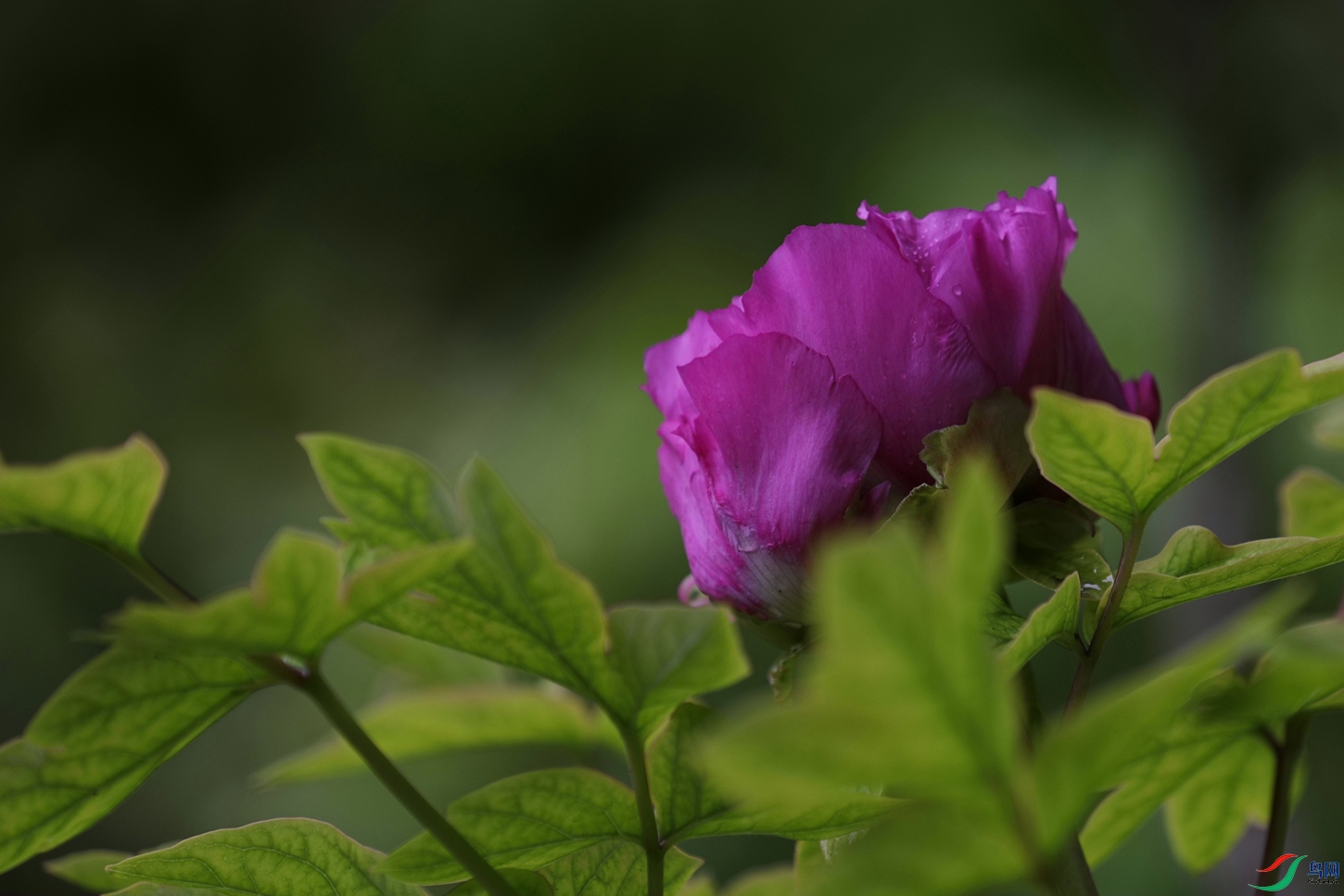 3X7A7517.JPG