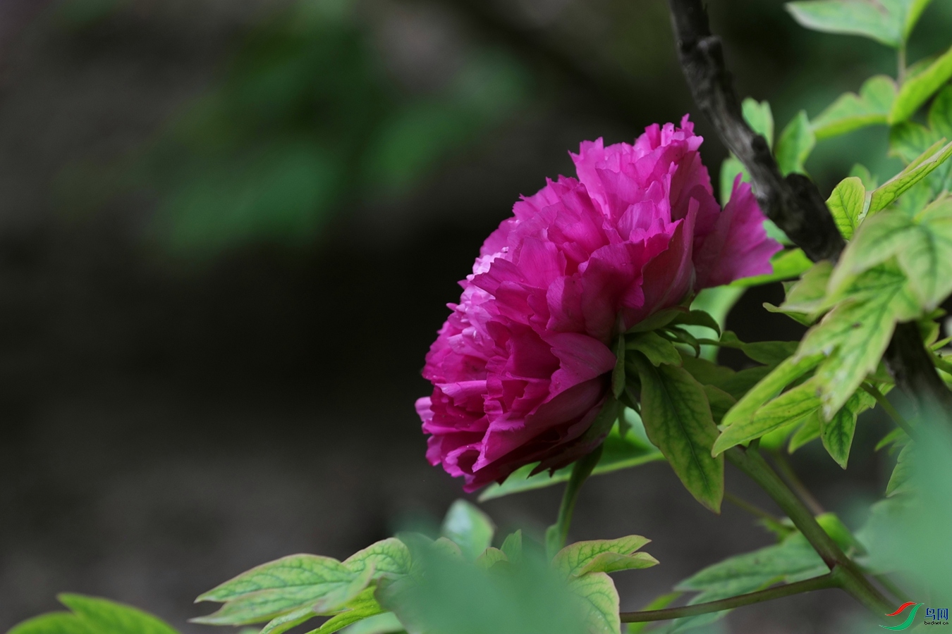 3X7A7521.JPG