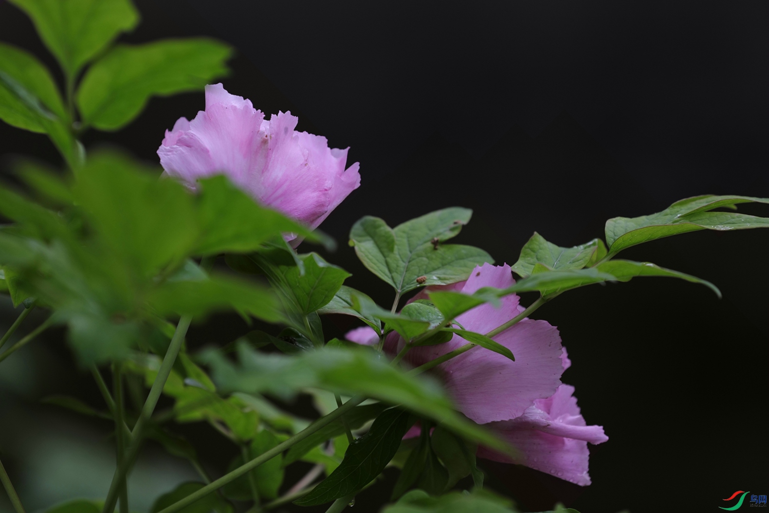 3X7A7526.JPG