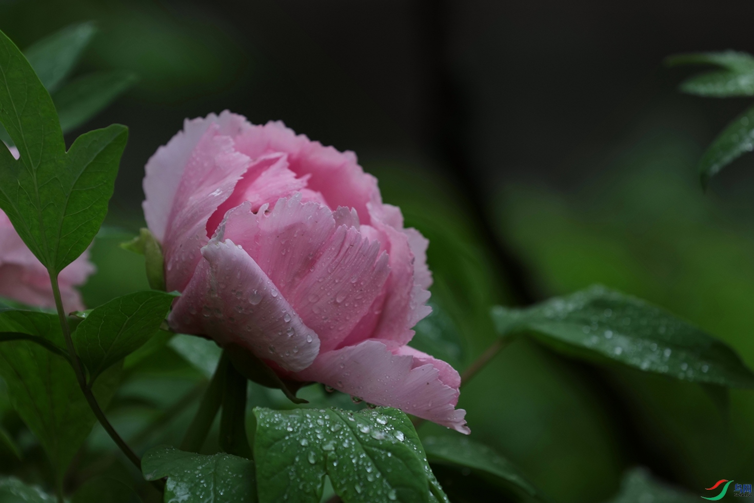 3X7A7528.JPG