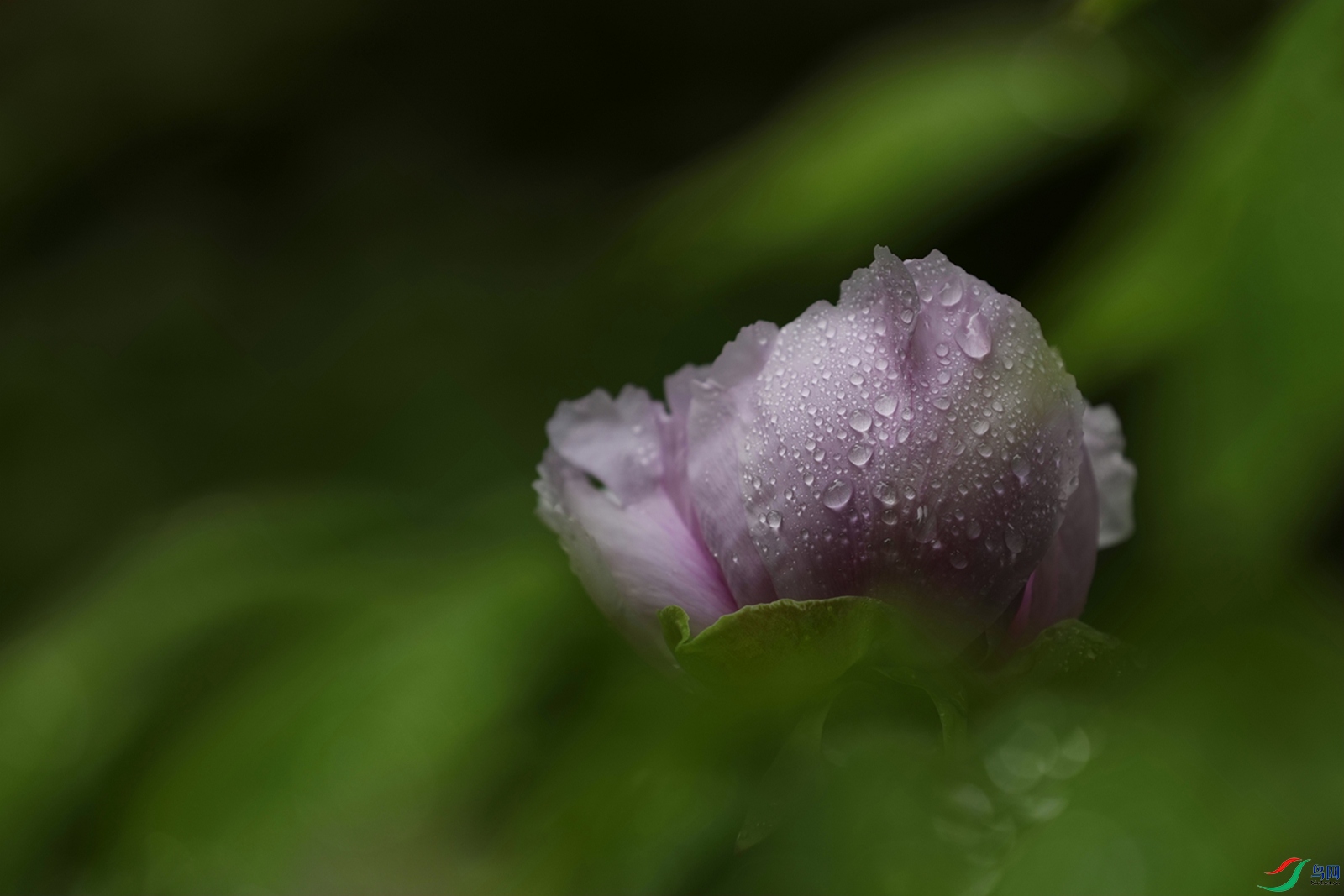 3X7A7562.JPG
