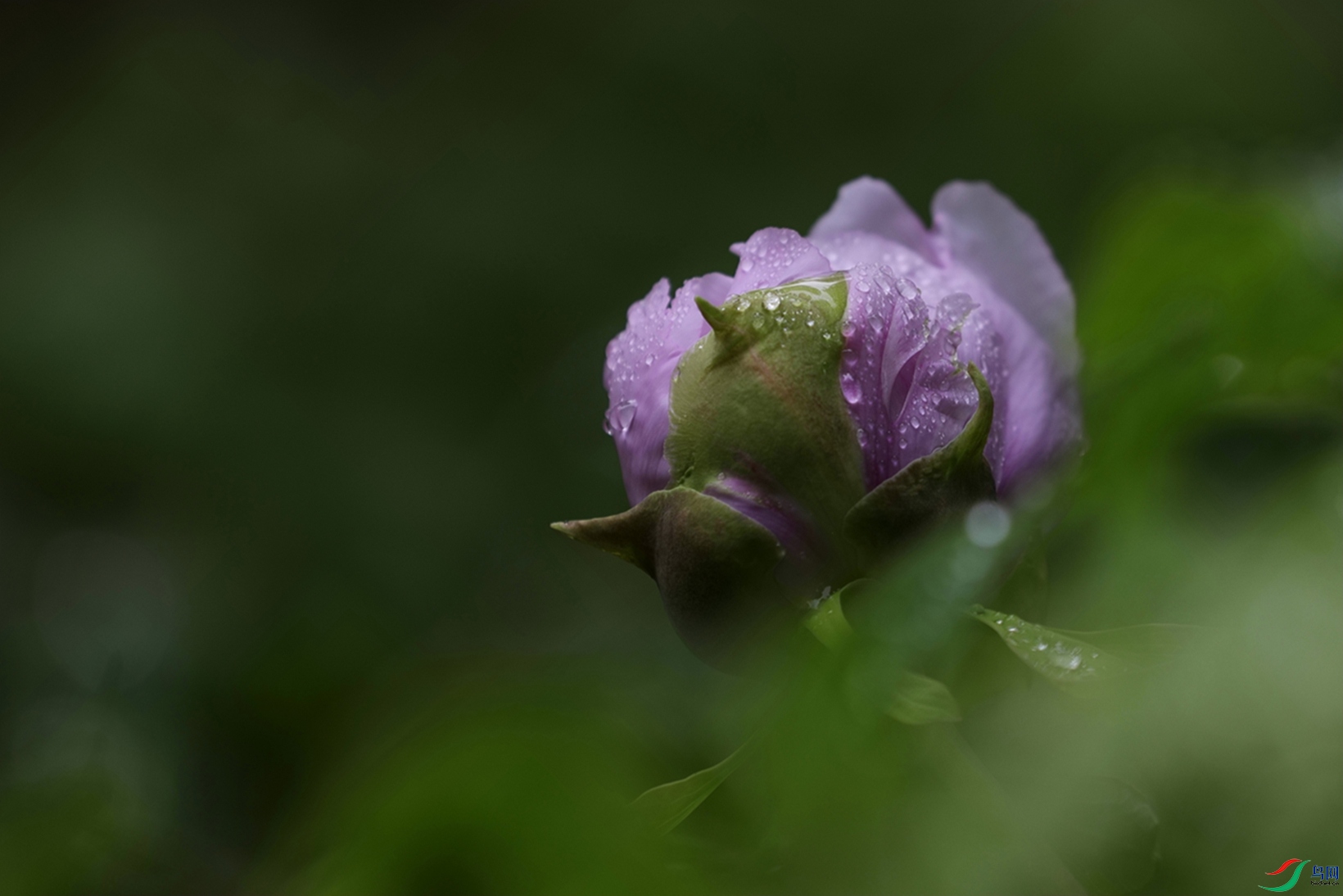 3X7A7565.JPG