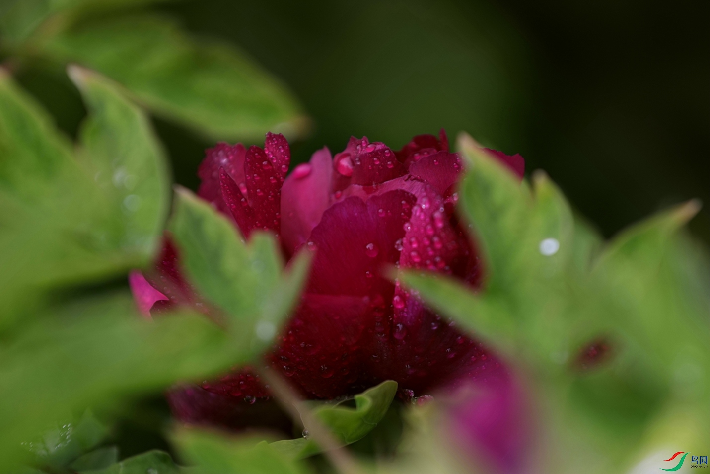 3X7A7597.JPG