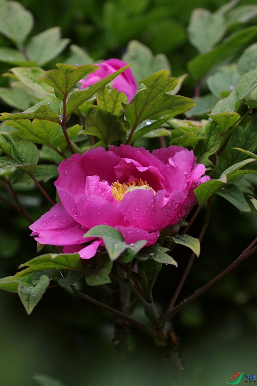3X7A7603.JPG