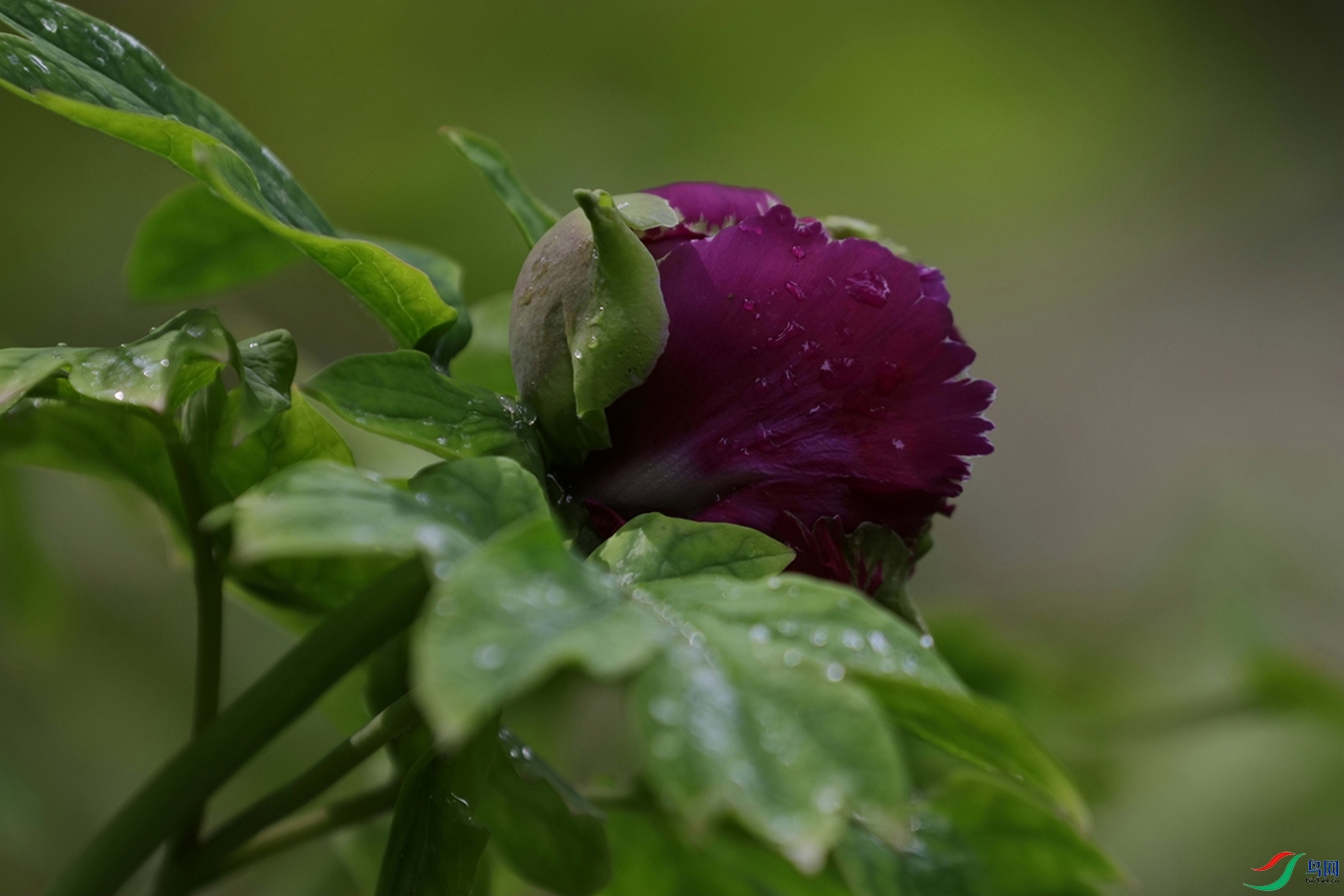 3X7A7605.JPG