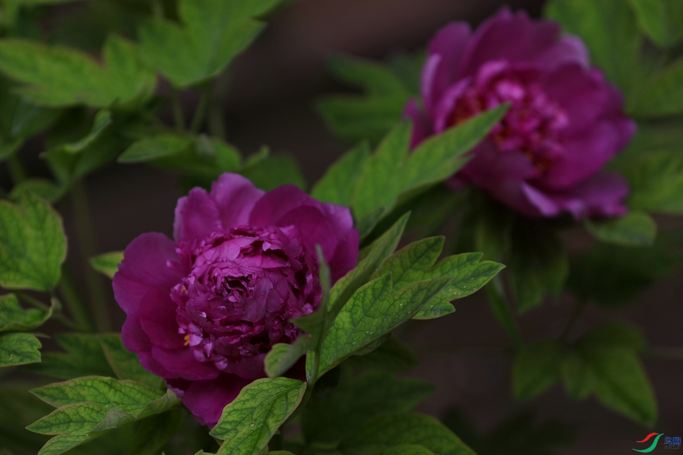 3X7A7610.JPG