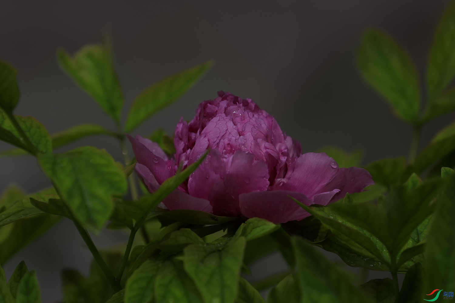 3X7A7613.JPG