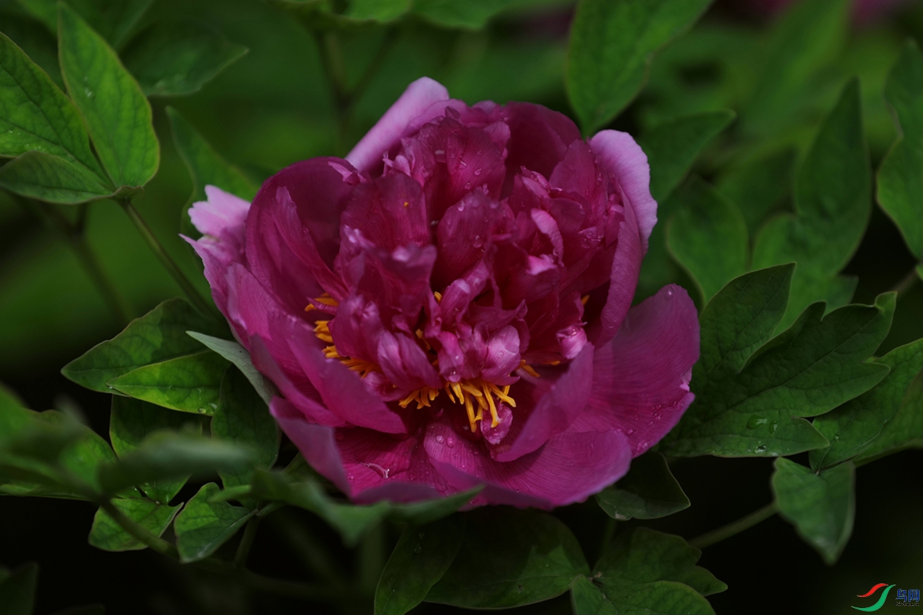 3X7A7616.JPG