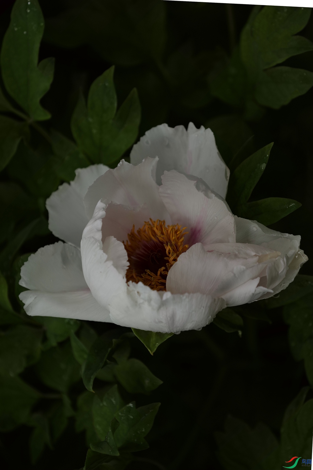 3X7A7619.JPG