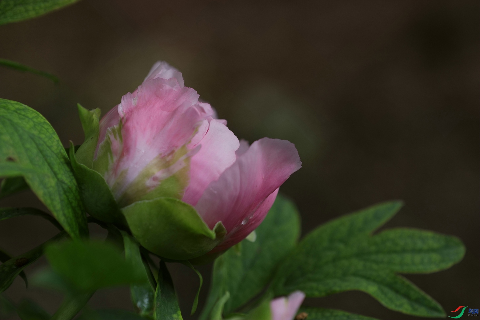 3X7A7632.JPG