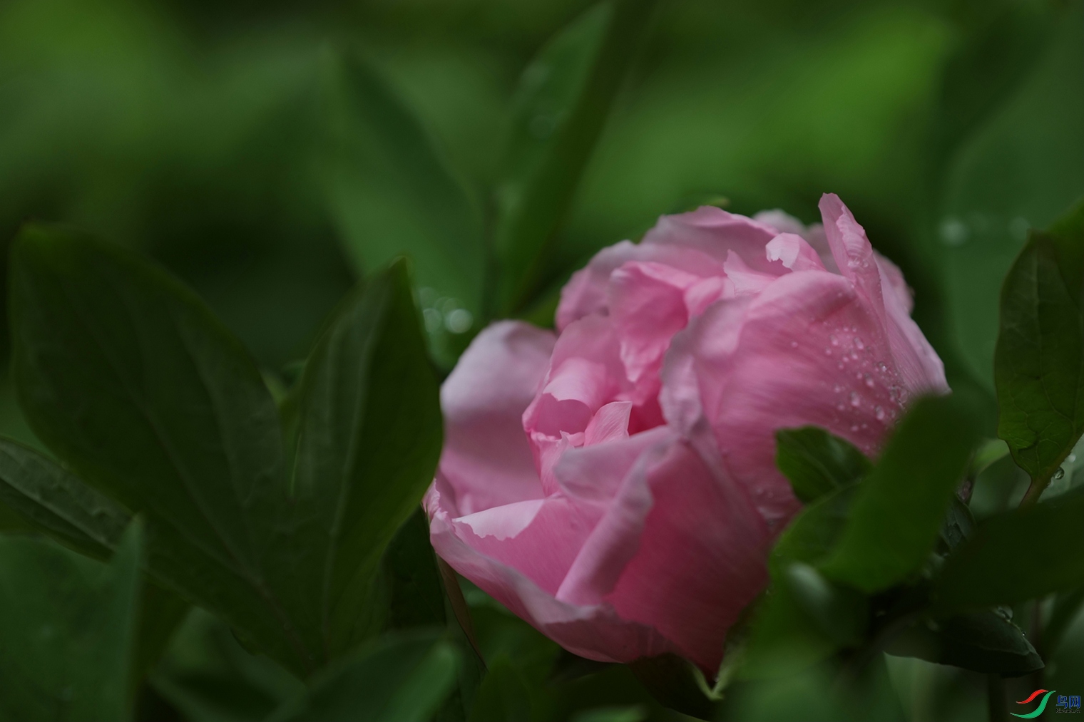 3X7A7652.JPG