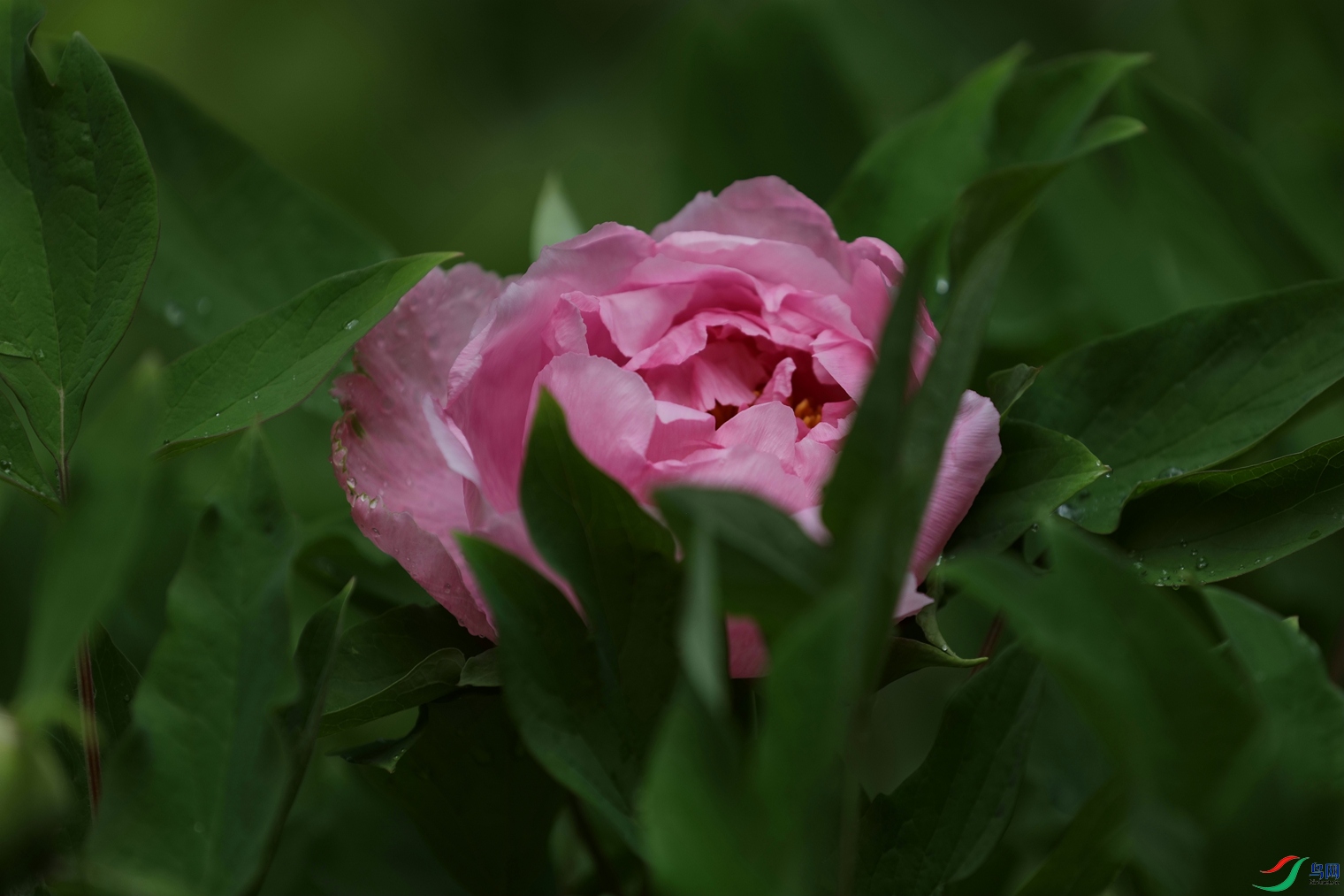 3X7A7653.JPG