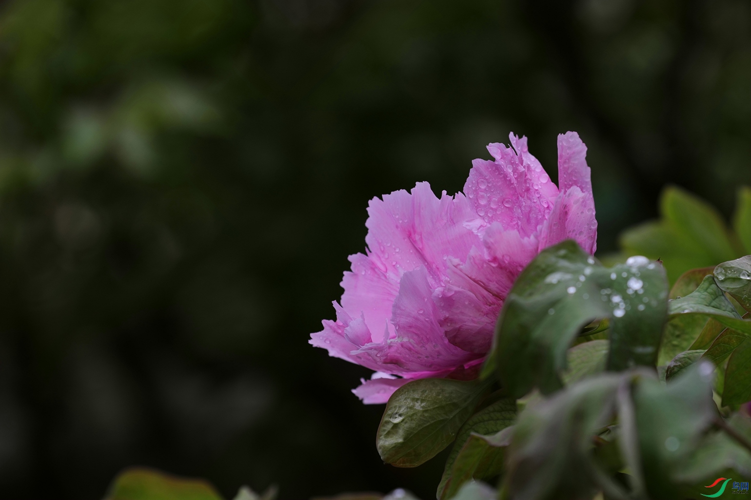 3X7A7656.JPG